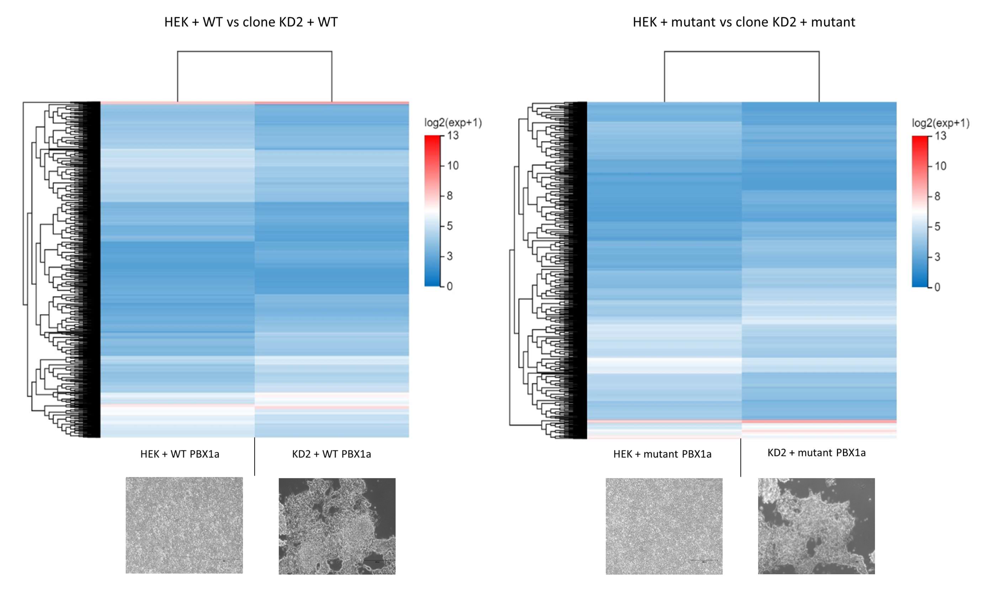 Genes 14 00273 g007 Genes 14 00273 g007