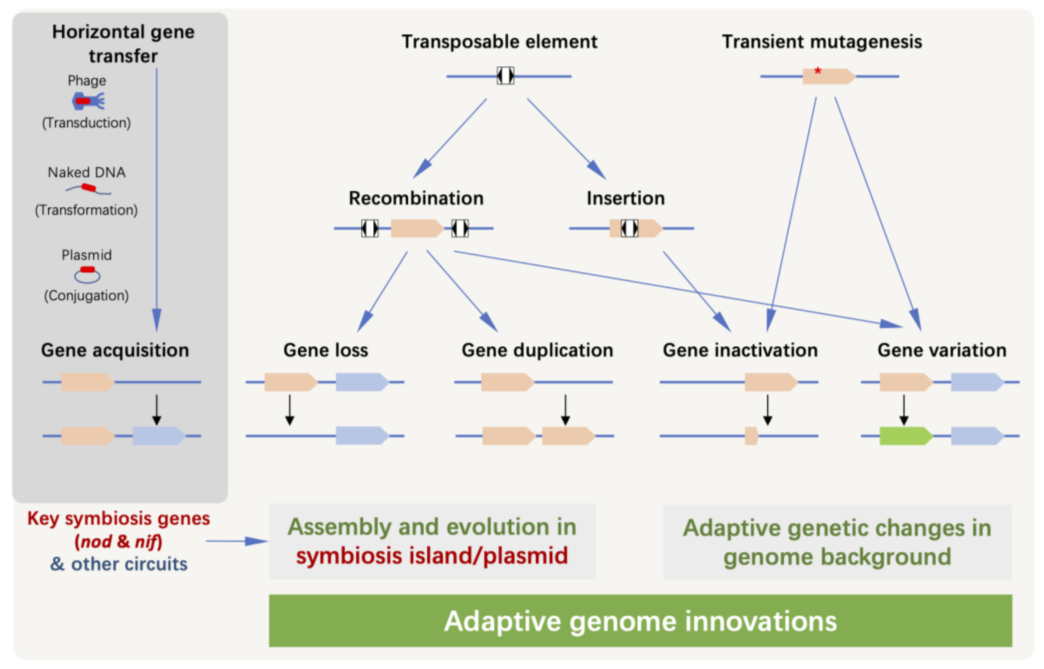 Genes Free Full Text Adaptive Evolution Of Rhizobial Symbiosis Beyond Horizontal Gene