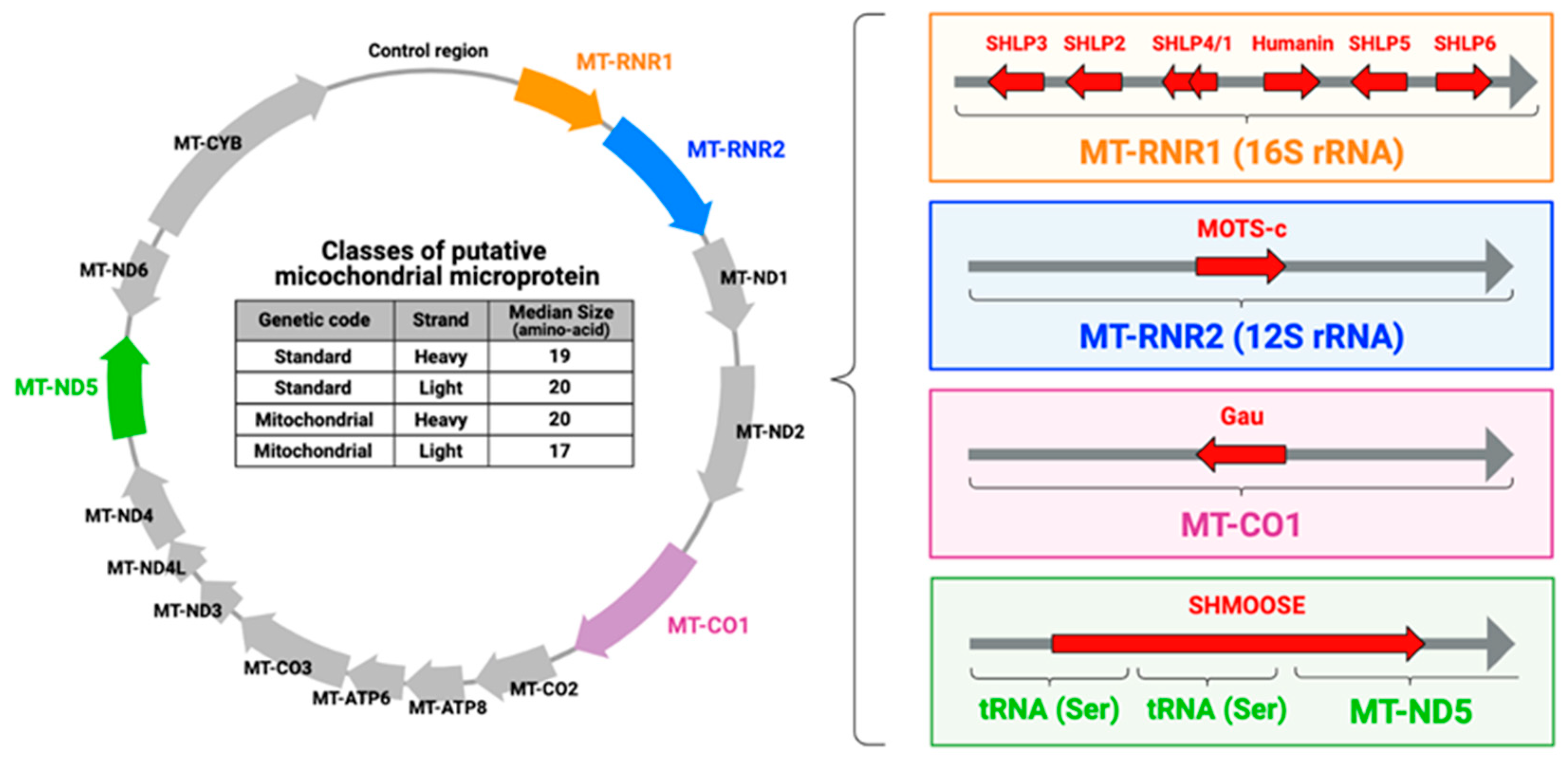 Genes | Free Full-Text | Novel Insights into Mitochondrial DNA 