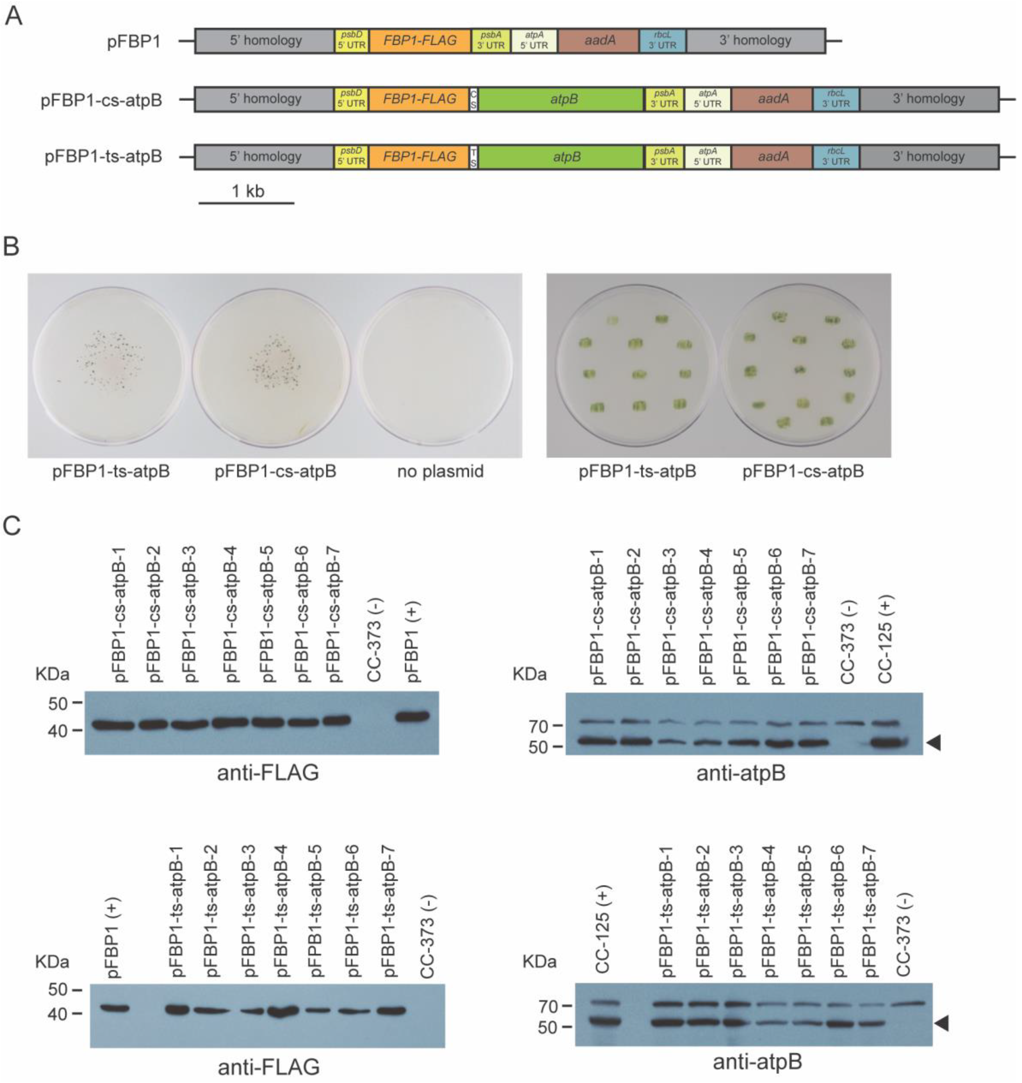 Genes | Free Full-Text | New Synthetic Operon Vectors for 