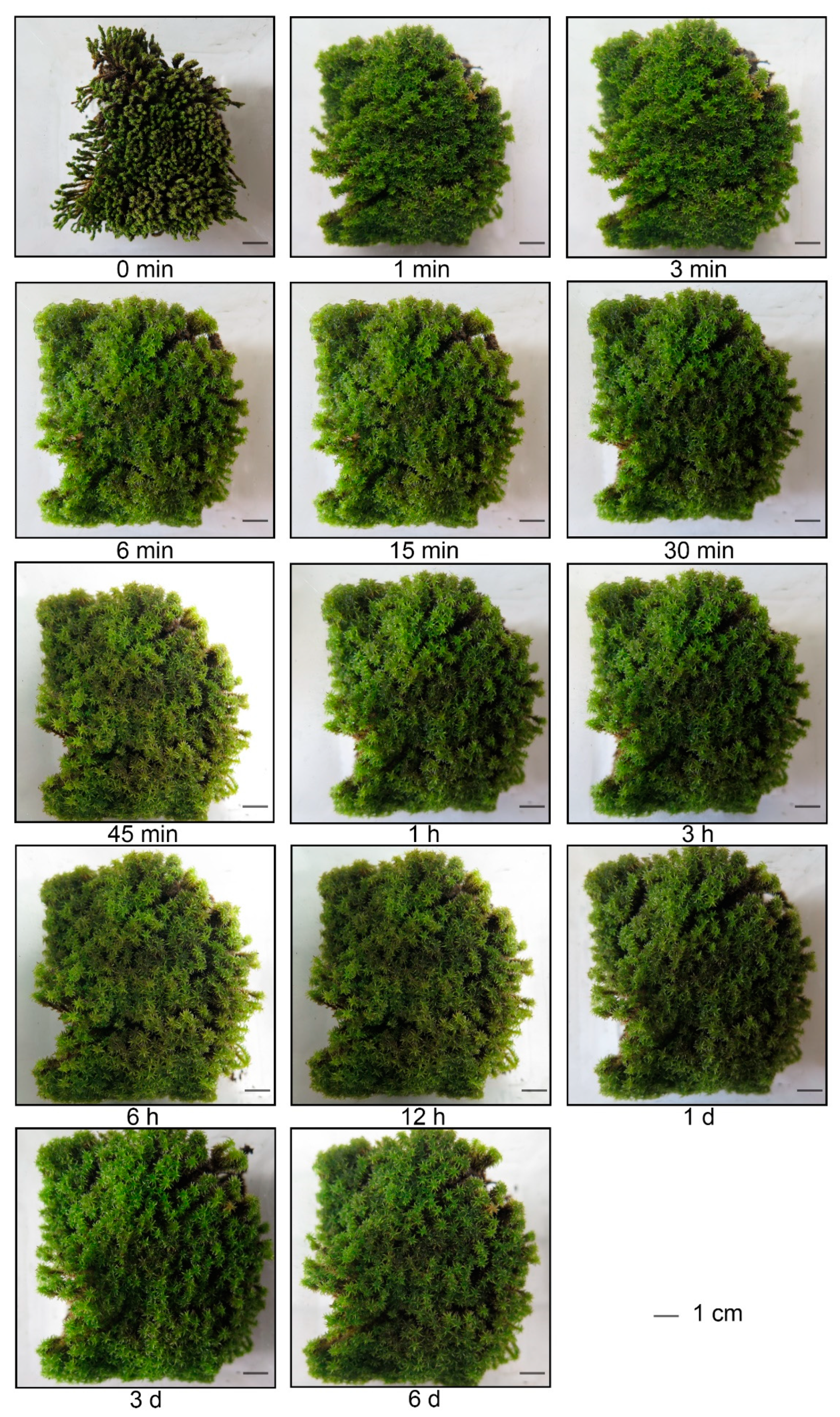 Genes | Free Full-Text | Proteomic and Transcriptomic Responses of