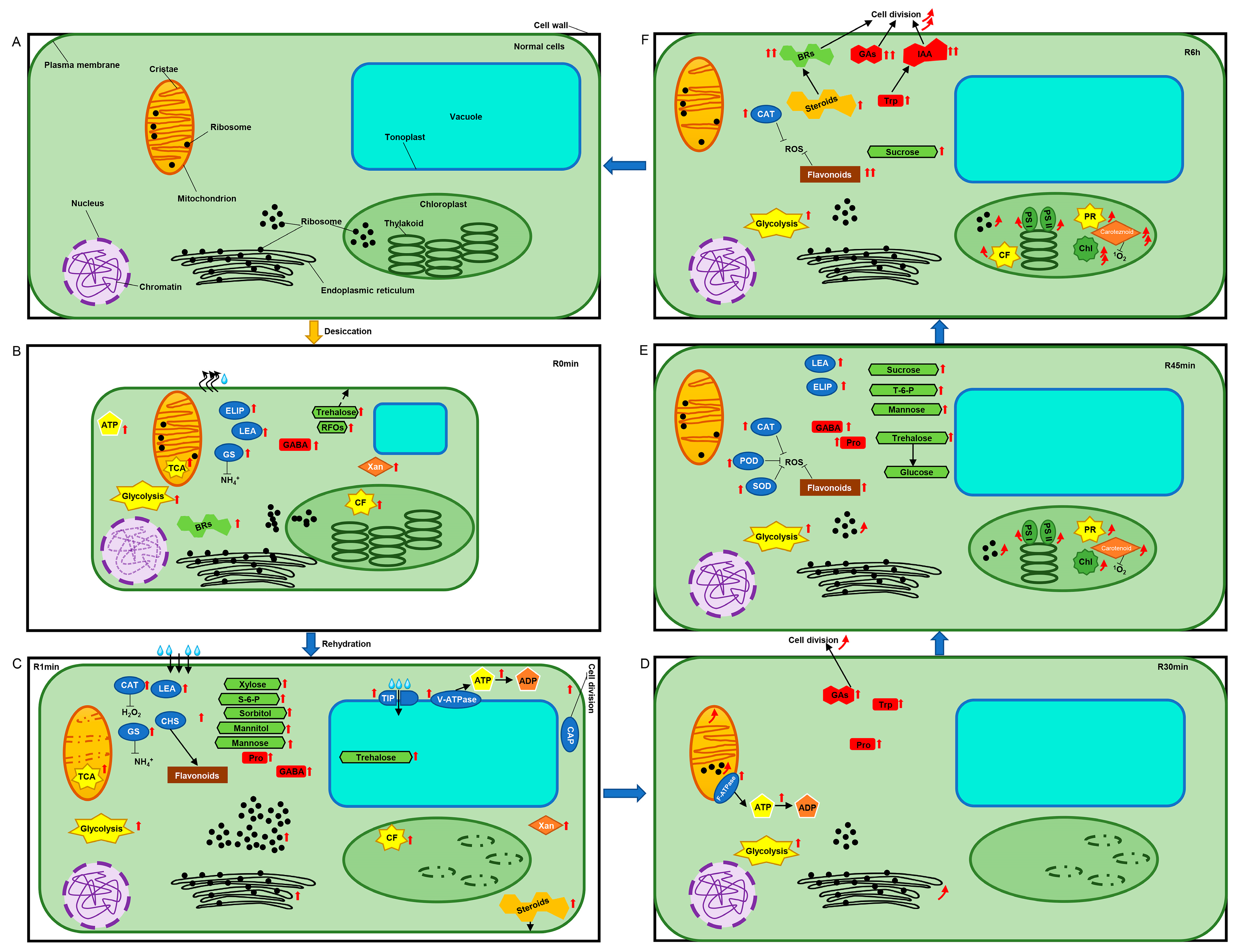 Genes 14 00390 g007 Genes 14 00390 g007