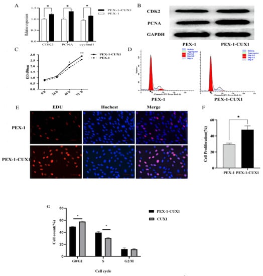 Genes | Free Full-Text | Effect of CUX1 on the Proliferation