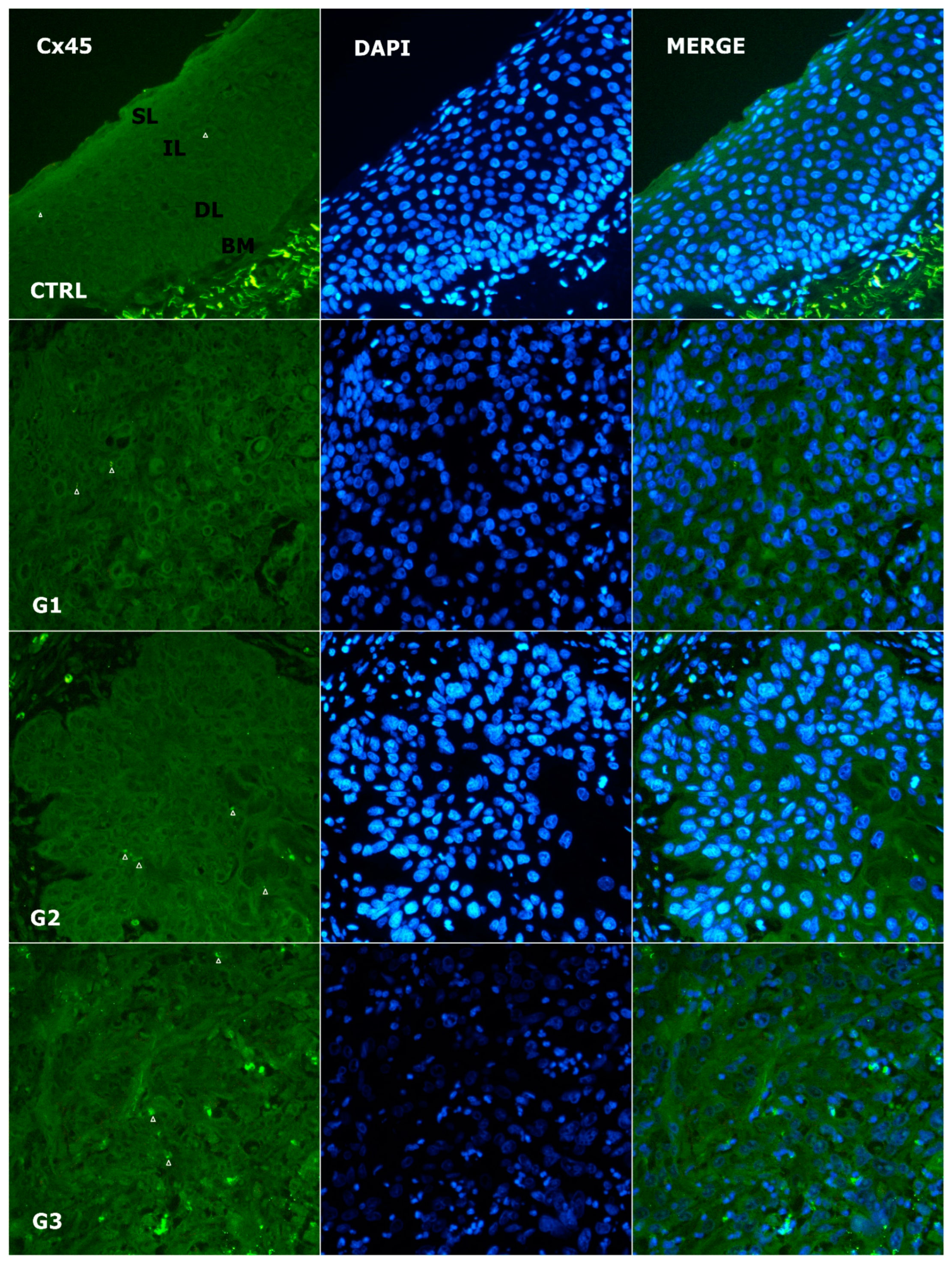 Genes 14 00446 g005 Genes 14 00446 g005
