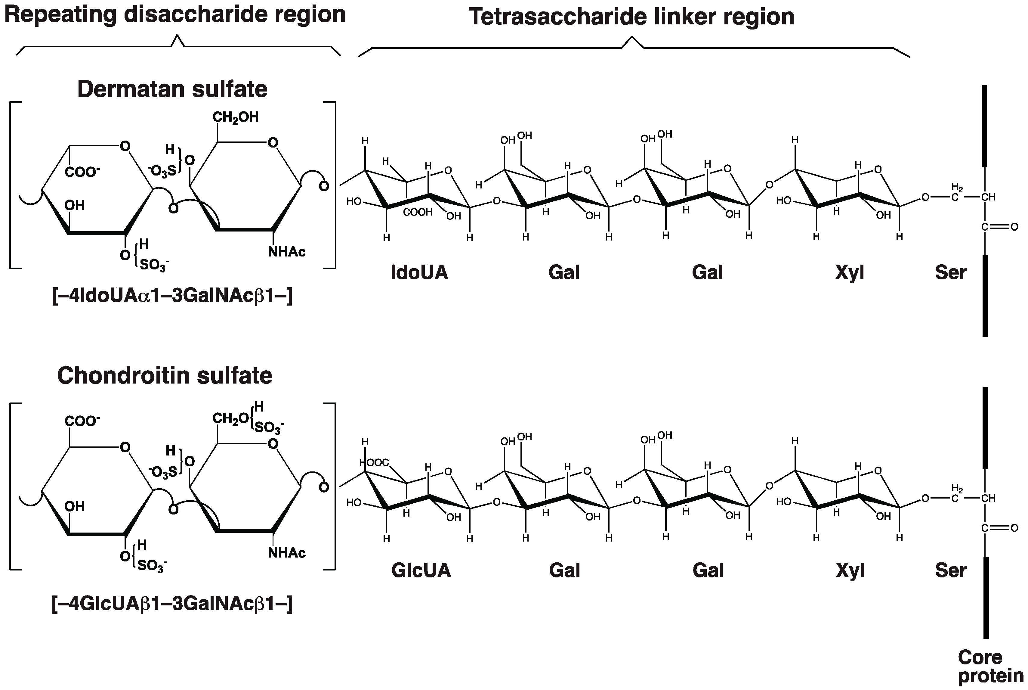 Genes | Free Full-Text | Histories of Dermatan Sulfate Epimerase and ...