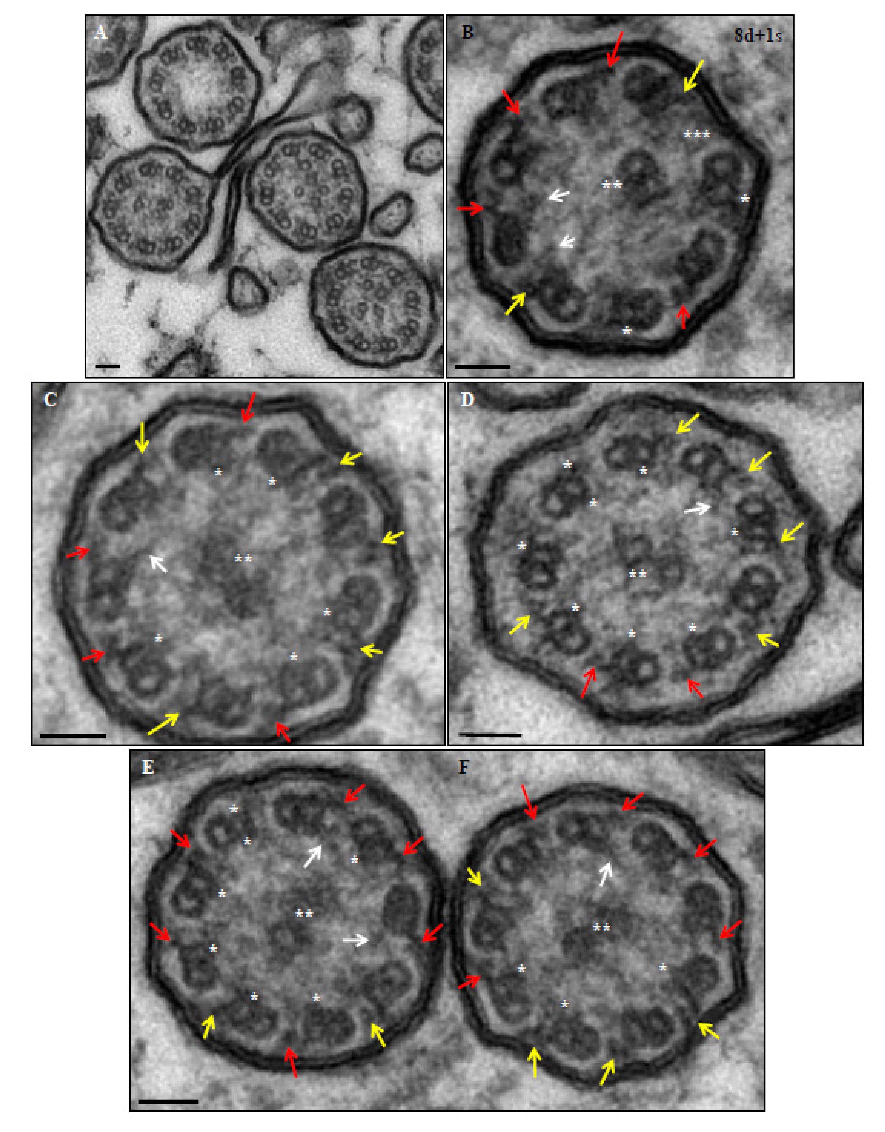 Genes 14 00541 g004 Genes 14 00541 g004