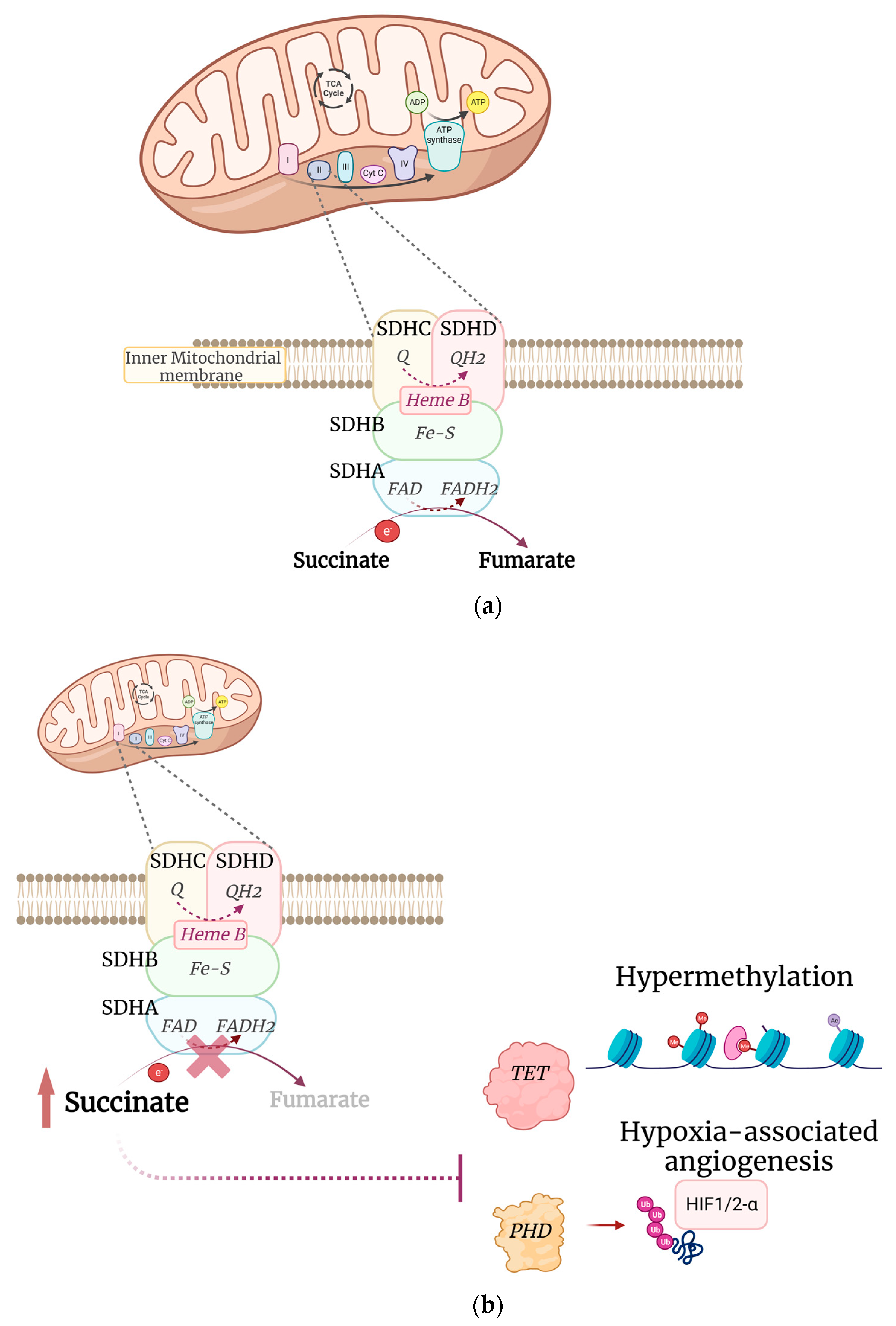 Genes 14 00646 g001 Genes 14 00646 g001