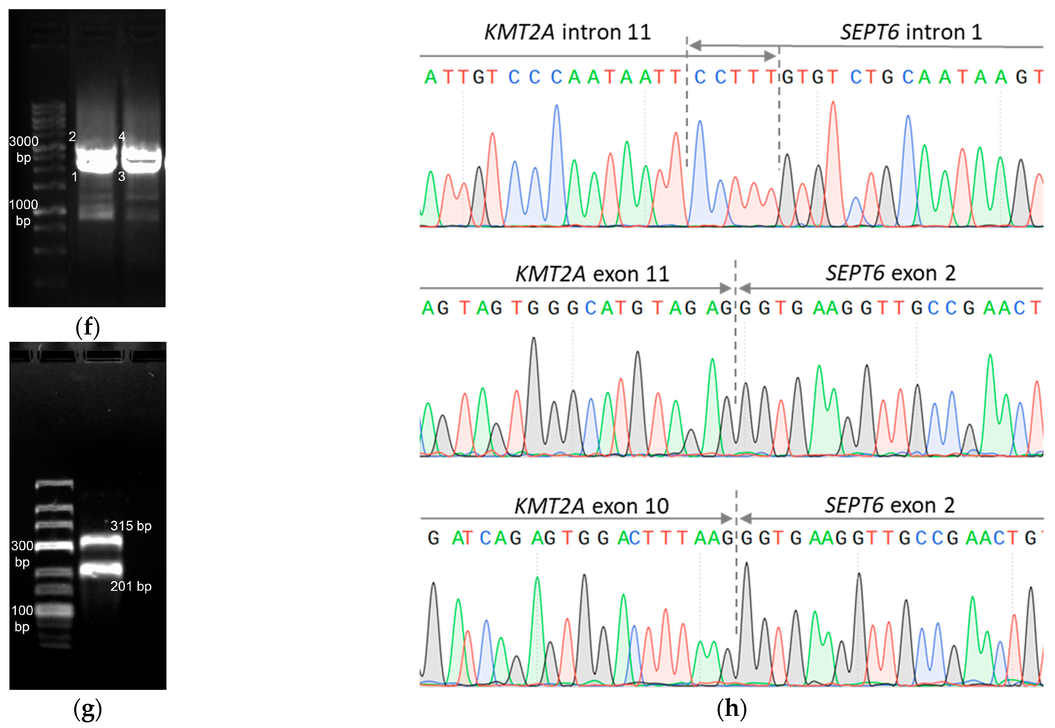 Genes 14 00675 g002c Genes 14 00675 g002c