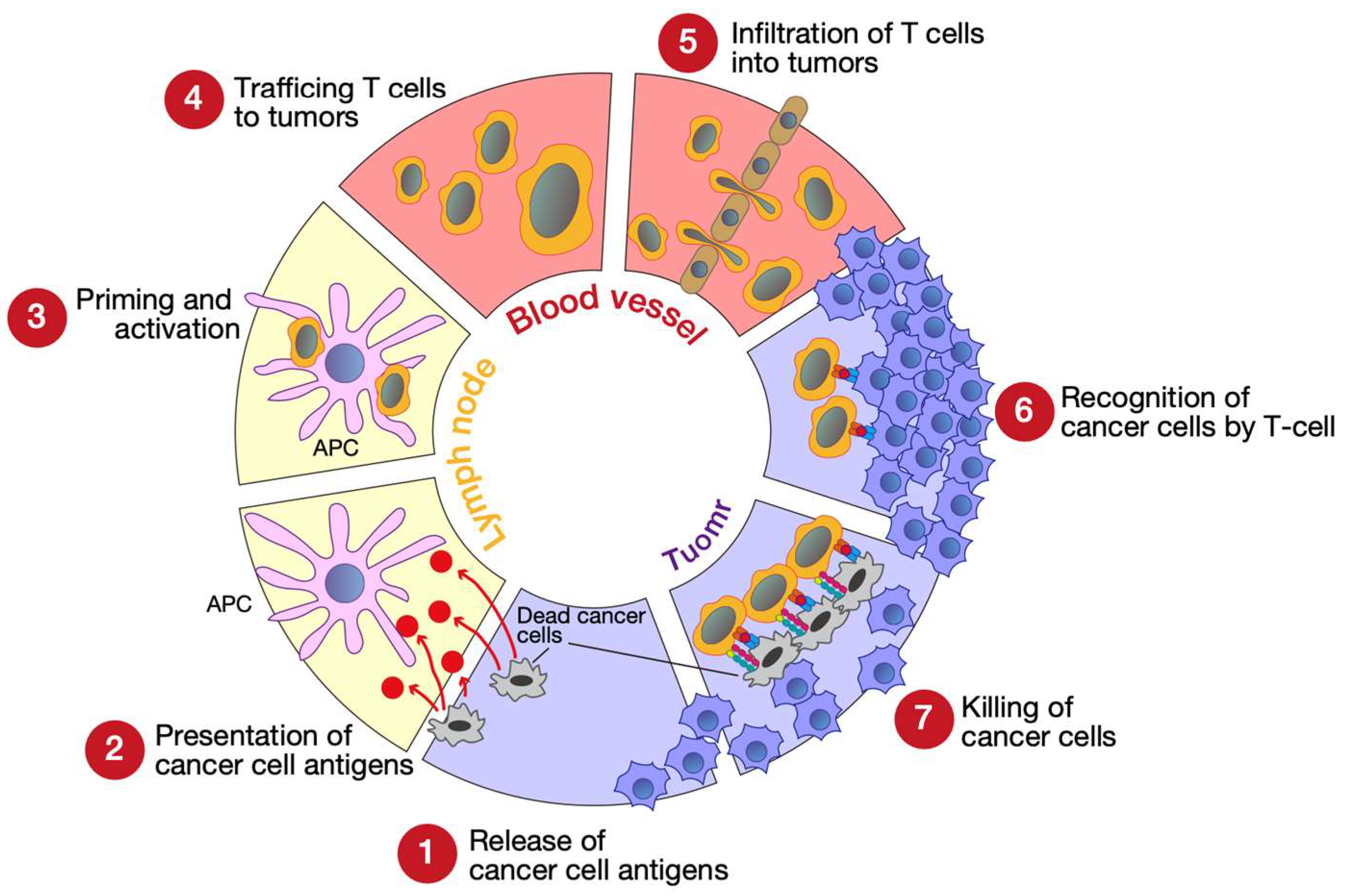 Genes | Free Full-Text | The Role of PRMT5 in Immuno-Oncology