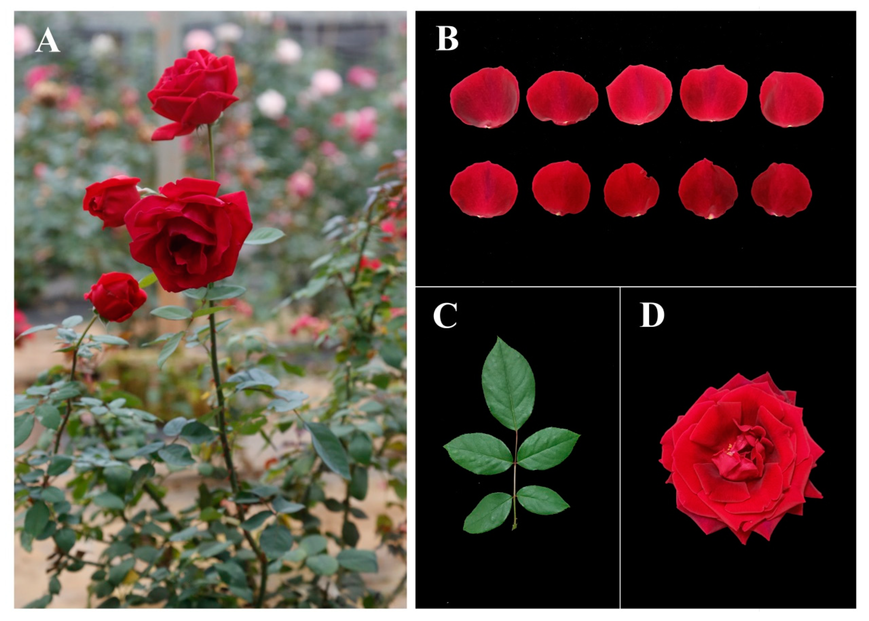 Genes | Free Full-Text | Loss of Rose Fragrance under Chilling Stress Is  Associated with Changes in DNA Methylation and Volatile Biosynthesis
