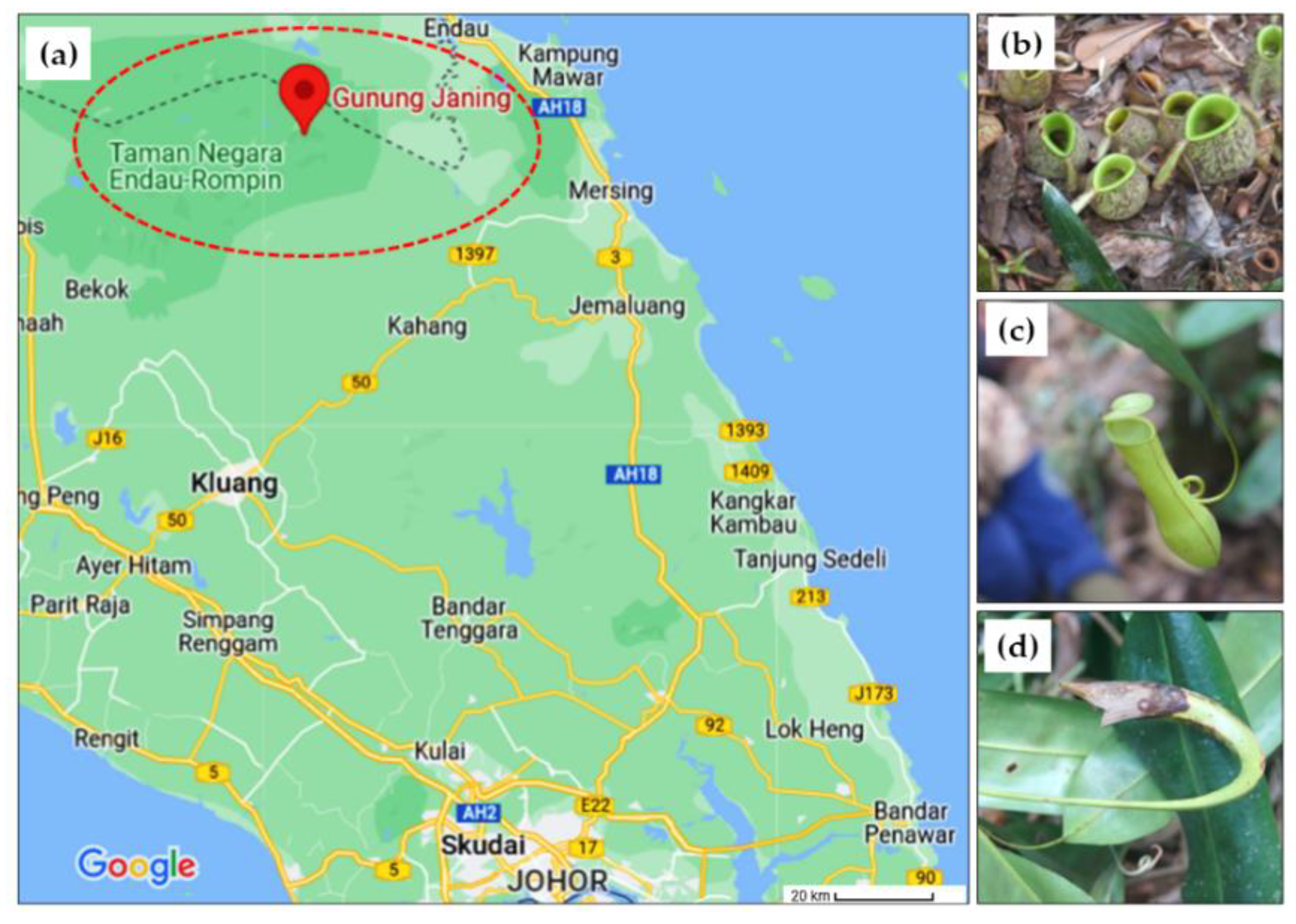 Genes 14 00697 g001 Genes 14 00697 g001