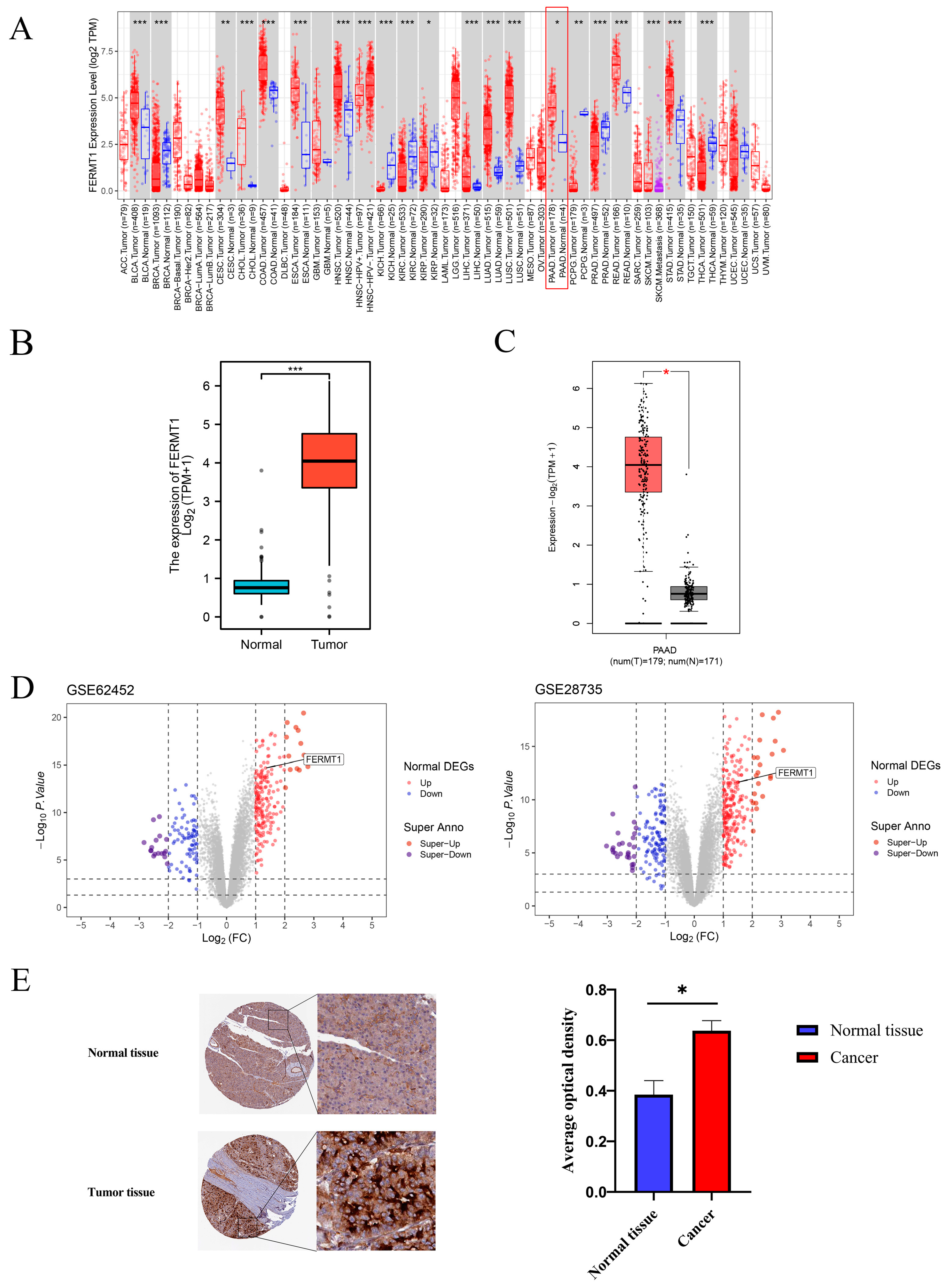 Genes | Free Full-Text | FERMT1 Is a Prognostic Marker Involved in Immune  Infiltration of Pancreatic Adenocarcinoma Correlating with m6A Modification  and Necroptosis