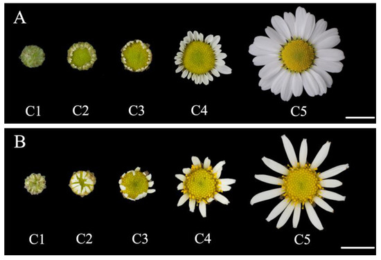 Daisy Chain Lyrics by Georgie Wilson