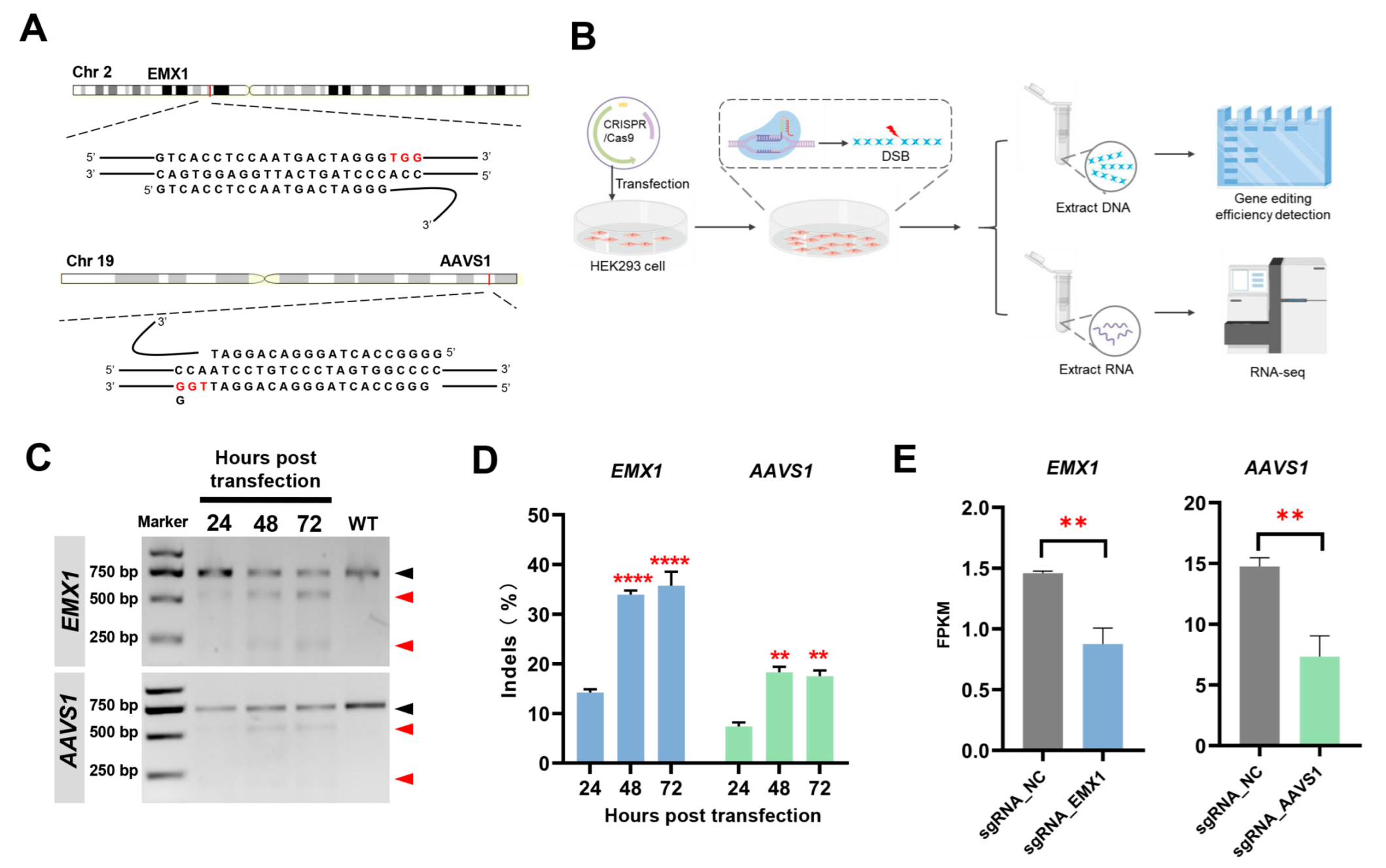 Gene Knockout/mutation - Creative Biolabs