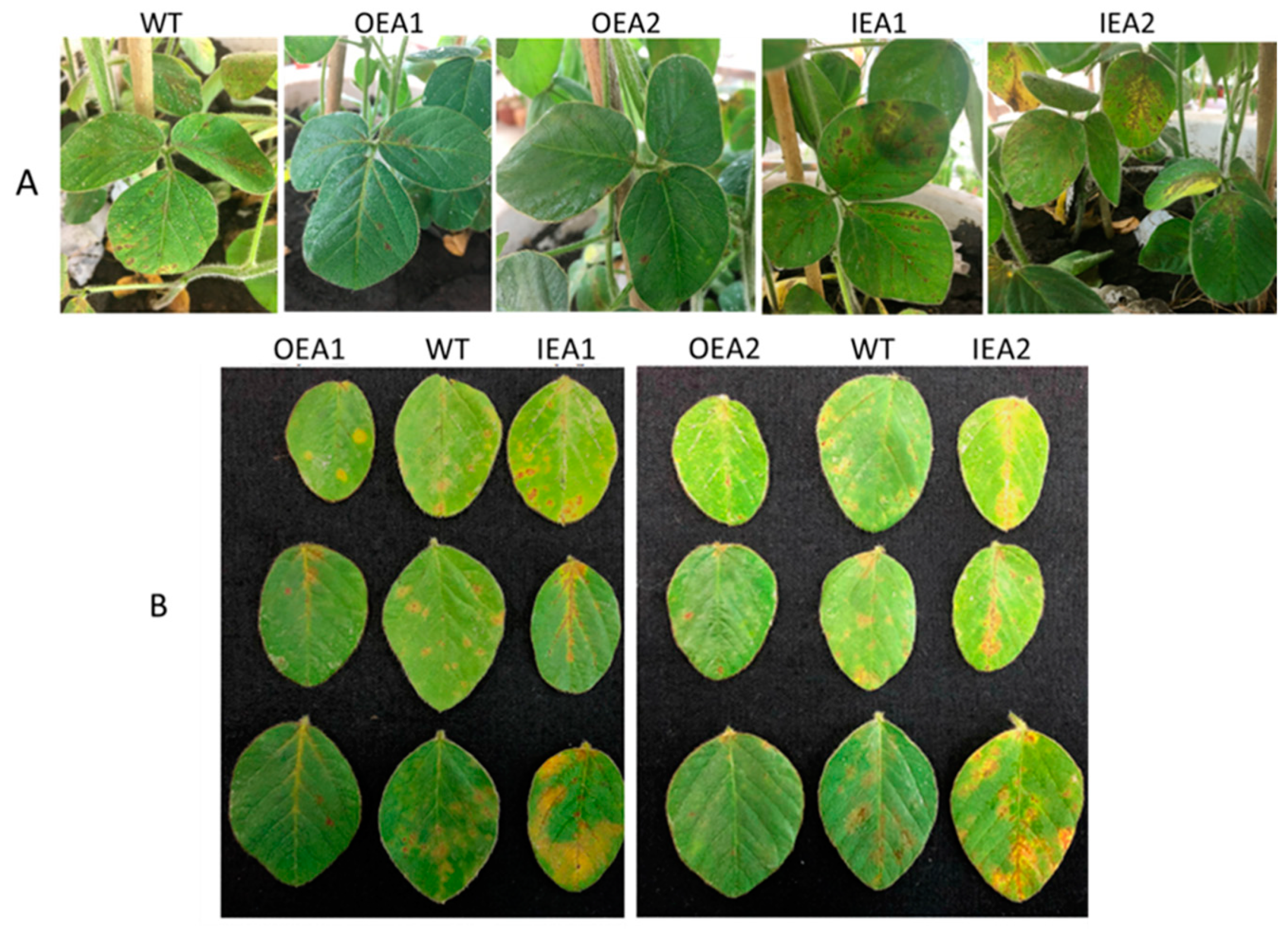 Genes 14 00920 g004 Genes 14 00920 g004