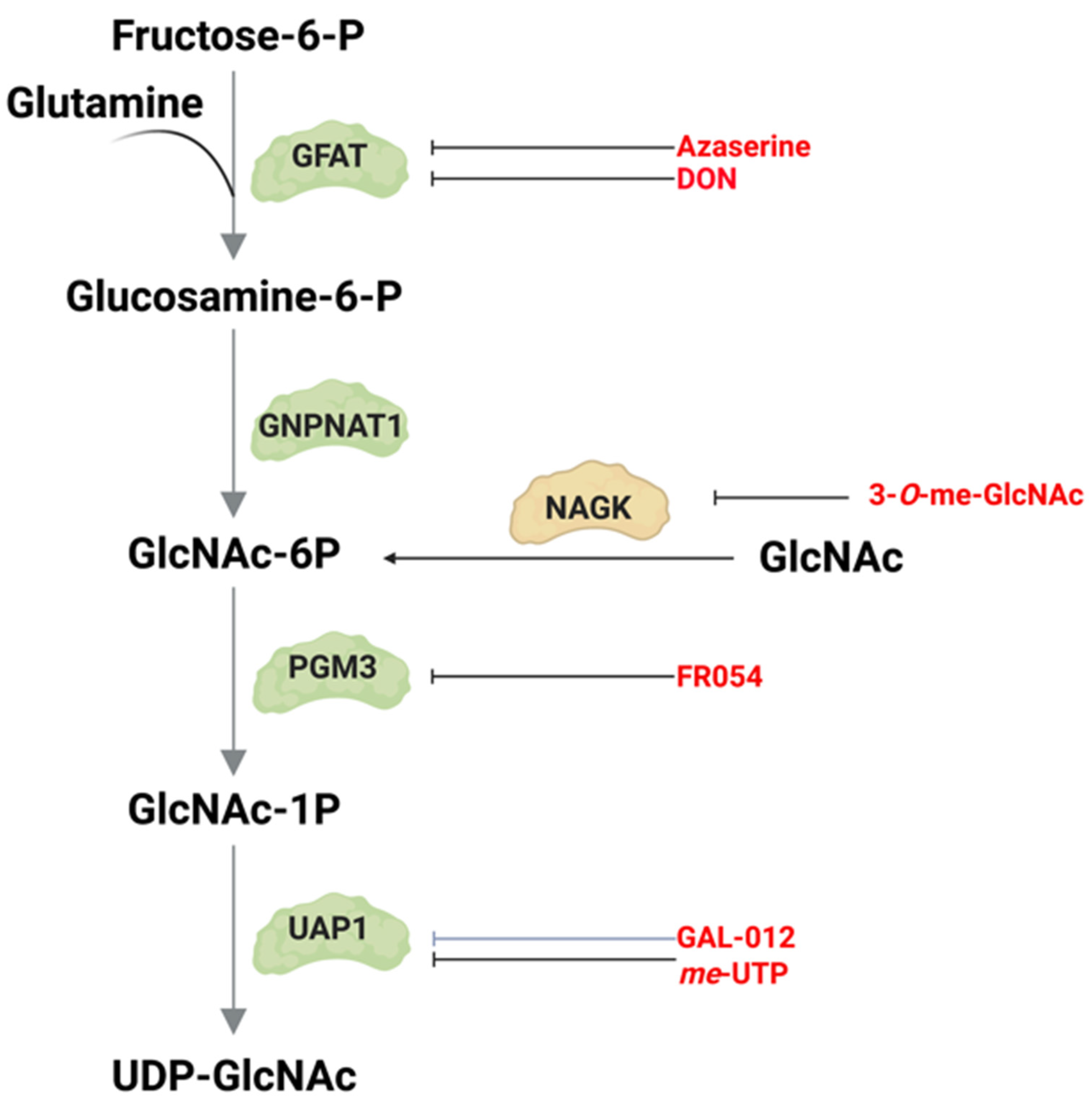 Genes 14 00933 g007 Genes 14 00933 g007