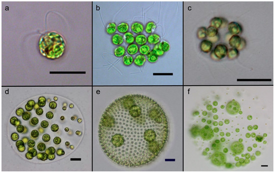 Algae cells that cheat are more likely to die of environmental