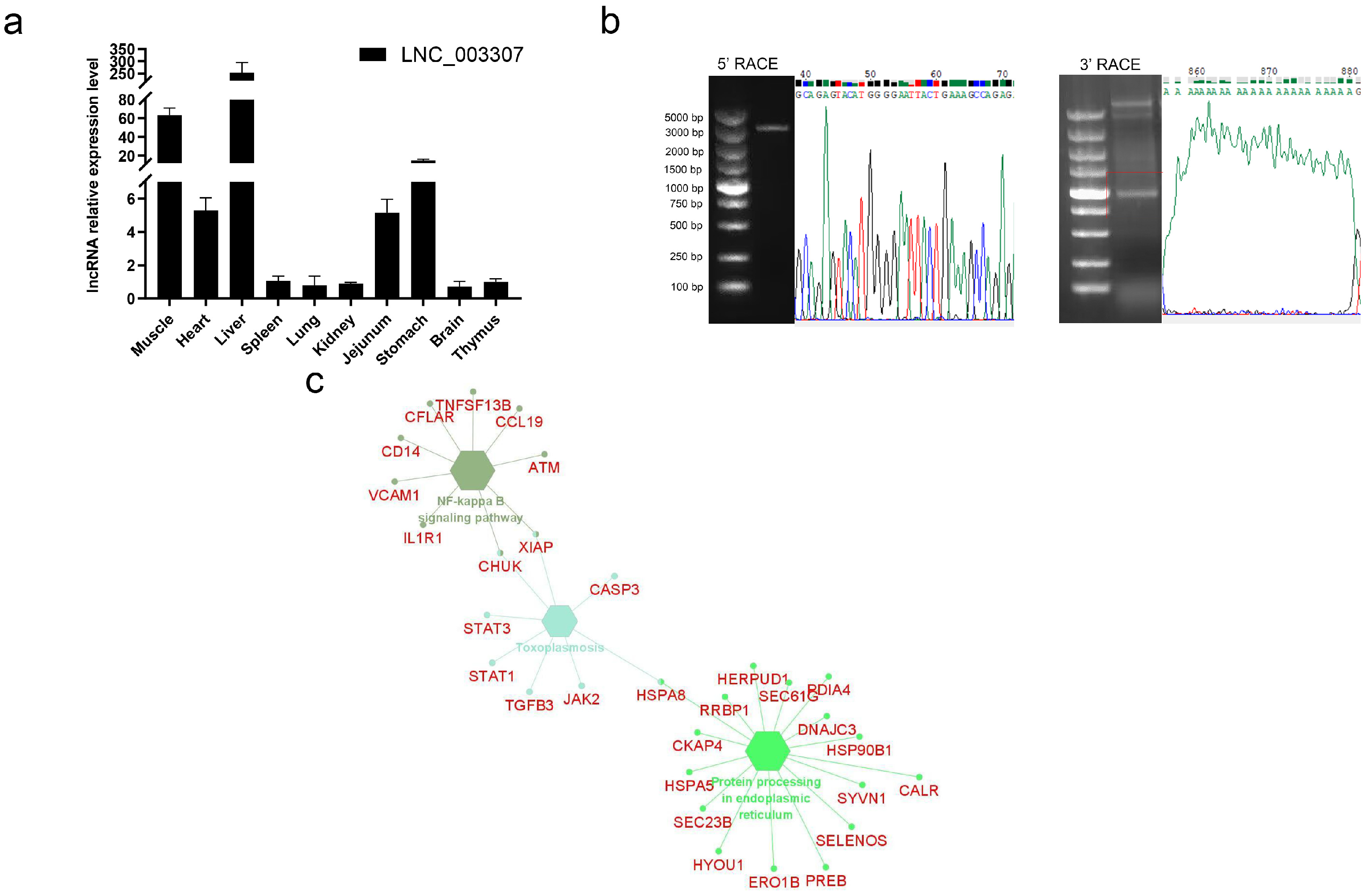 Genes 14 00945 g007 Genes 14 00945 g007