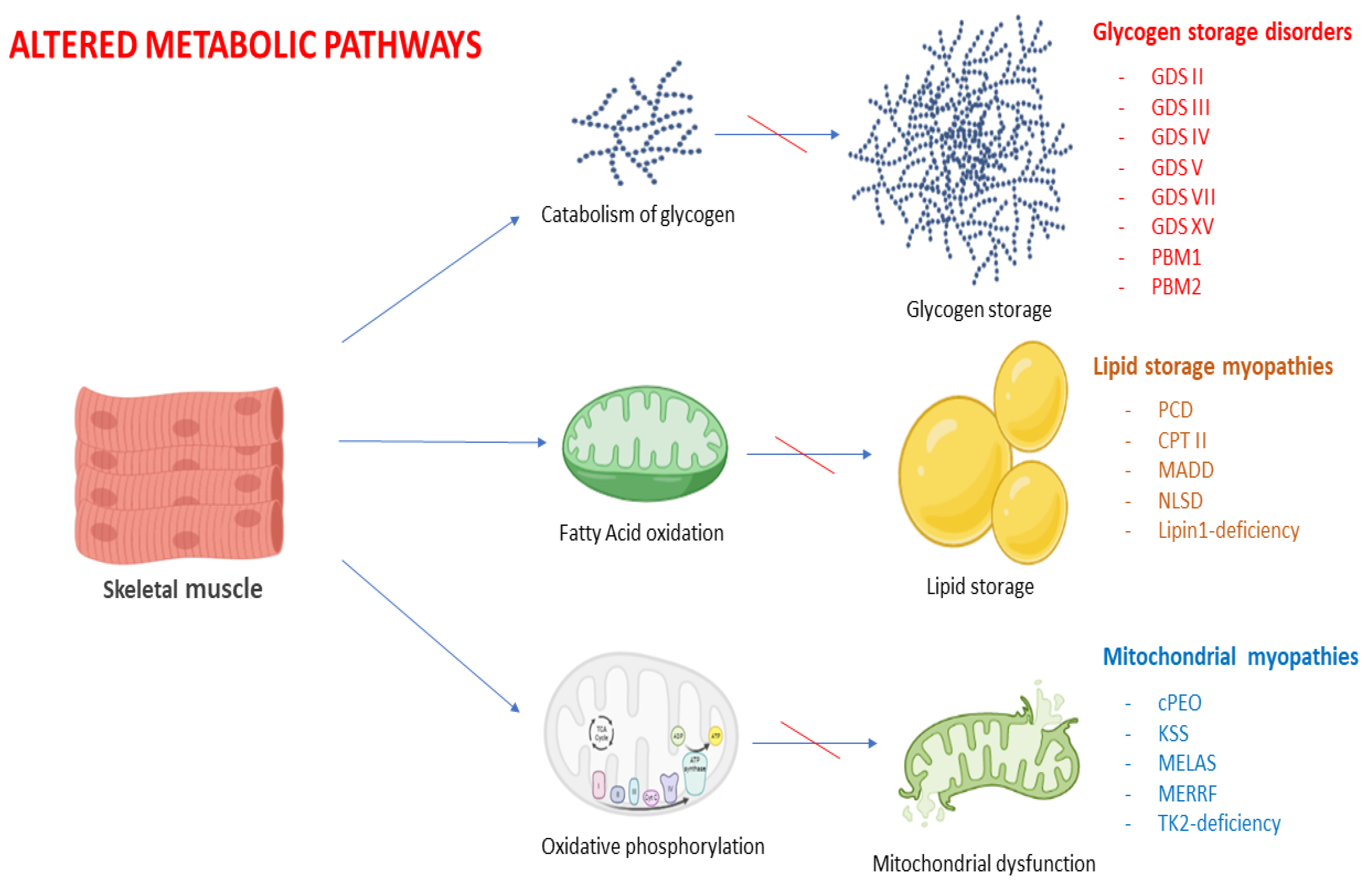 Introducing Pathways: A next-generation AI architecture