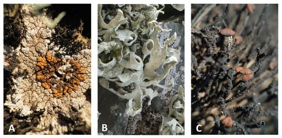 Genes | Free Full-Text | Metabarcoding of Antarctic Lichens from Areas ...