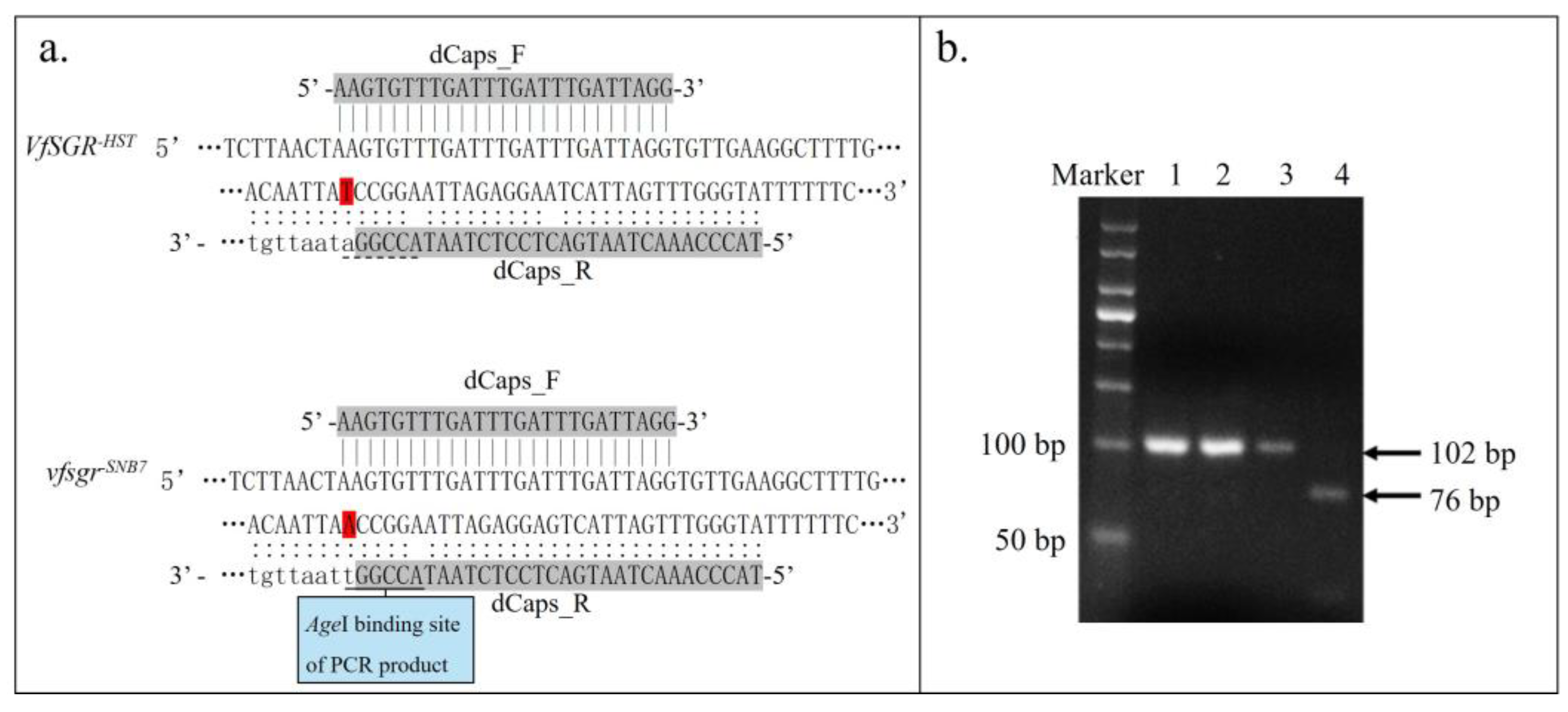 Genes | Free Full-Text | Homolog of Pea SGR Controls Stay-Green in Faba ...