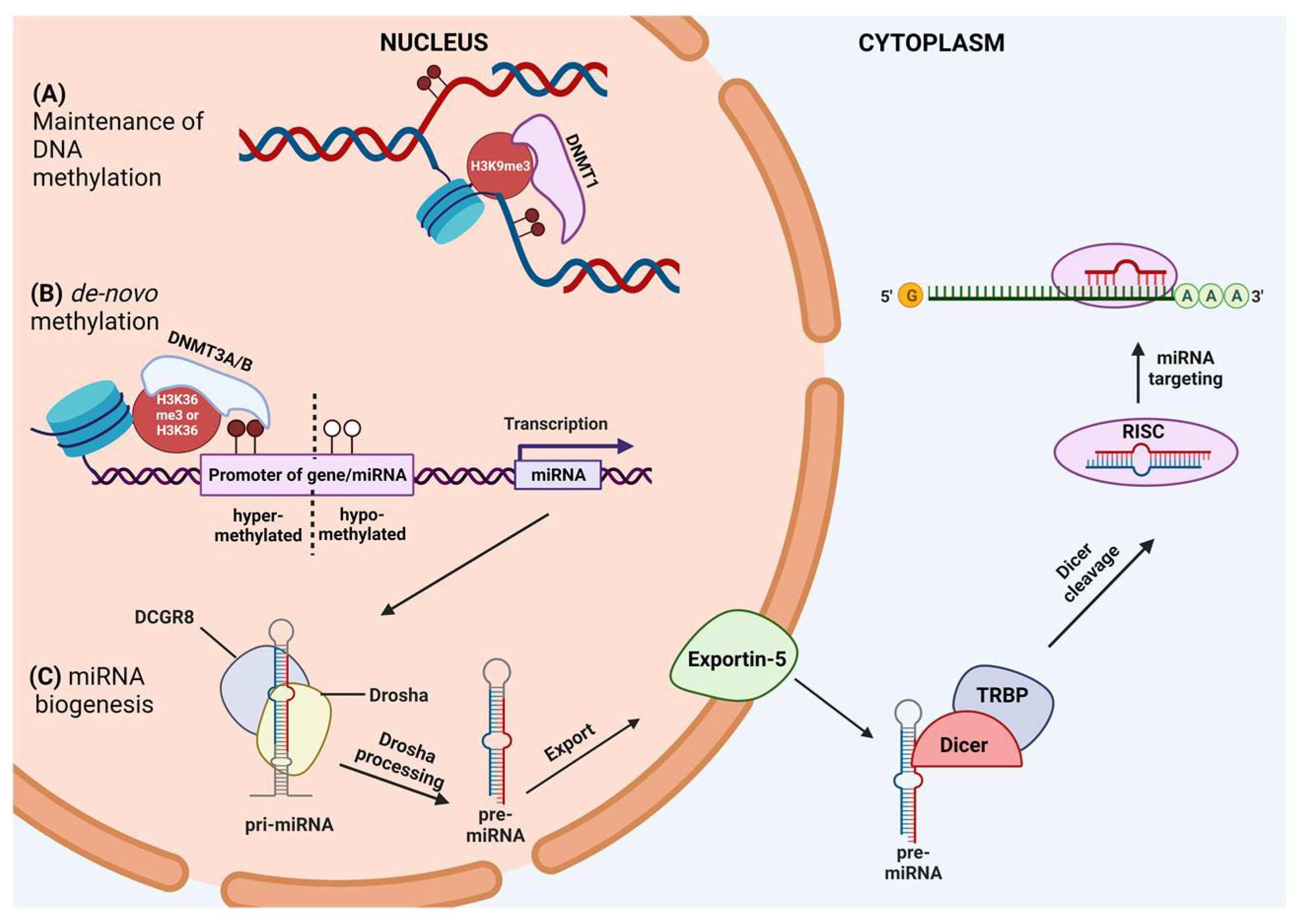 Genes | Free Full-Text | Crosstalk between miRNAs and DNA Methylation ...