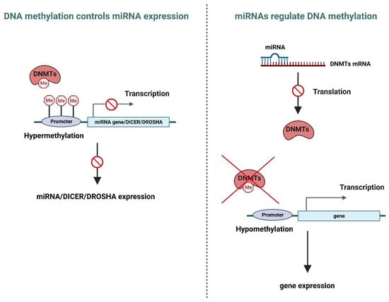 Genes | Free Full-Text | Crosstalk Between MiRNAs And DNA Methylation ...