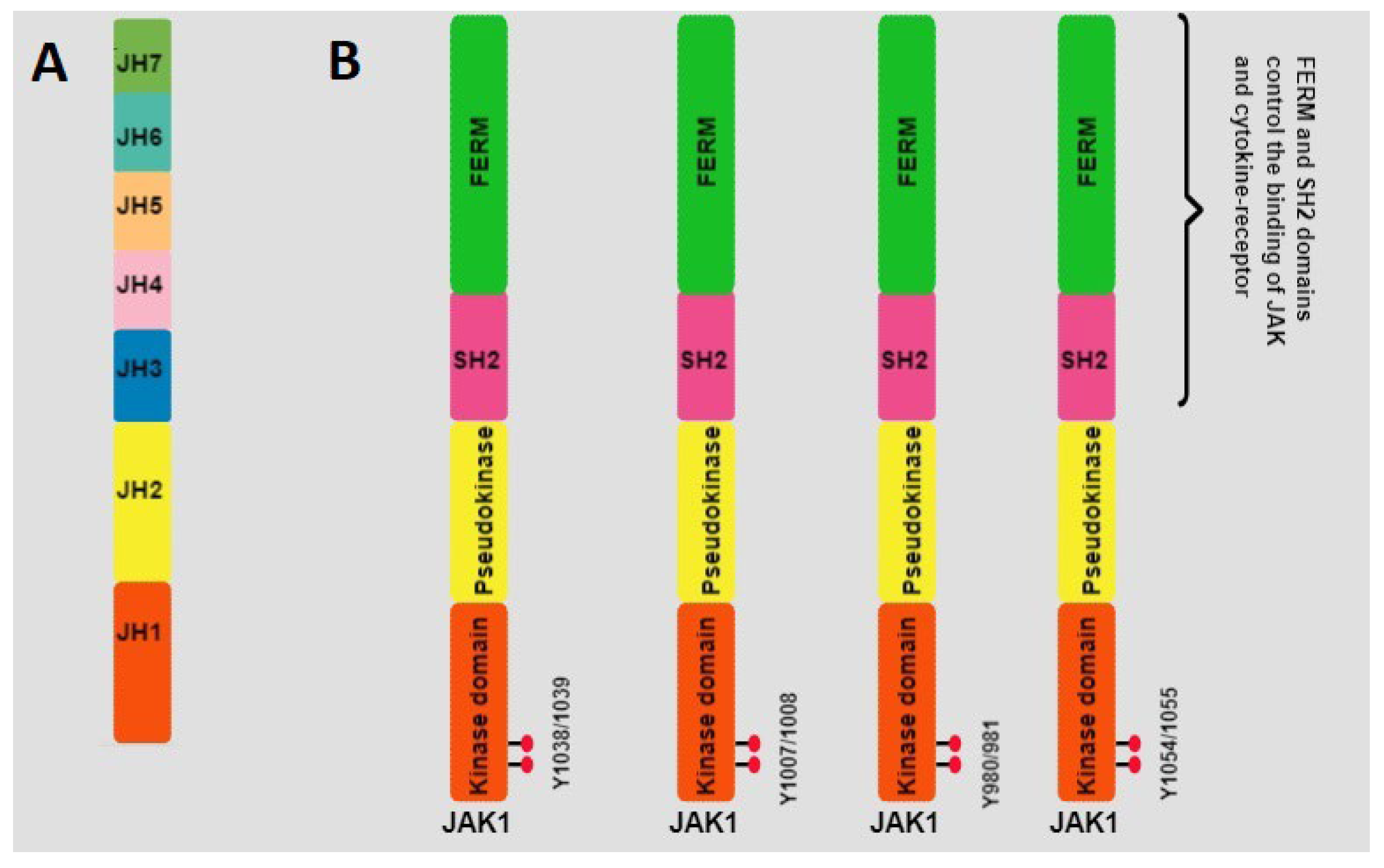 Genes | Free Full-Text | JAK/STAT Signaling and Cervical Cancer