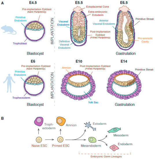 Genes | Free Full-Text | Epigenetic Control of Cell Potency and Fate ...