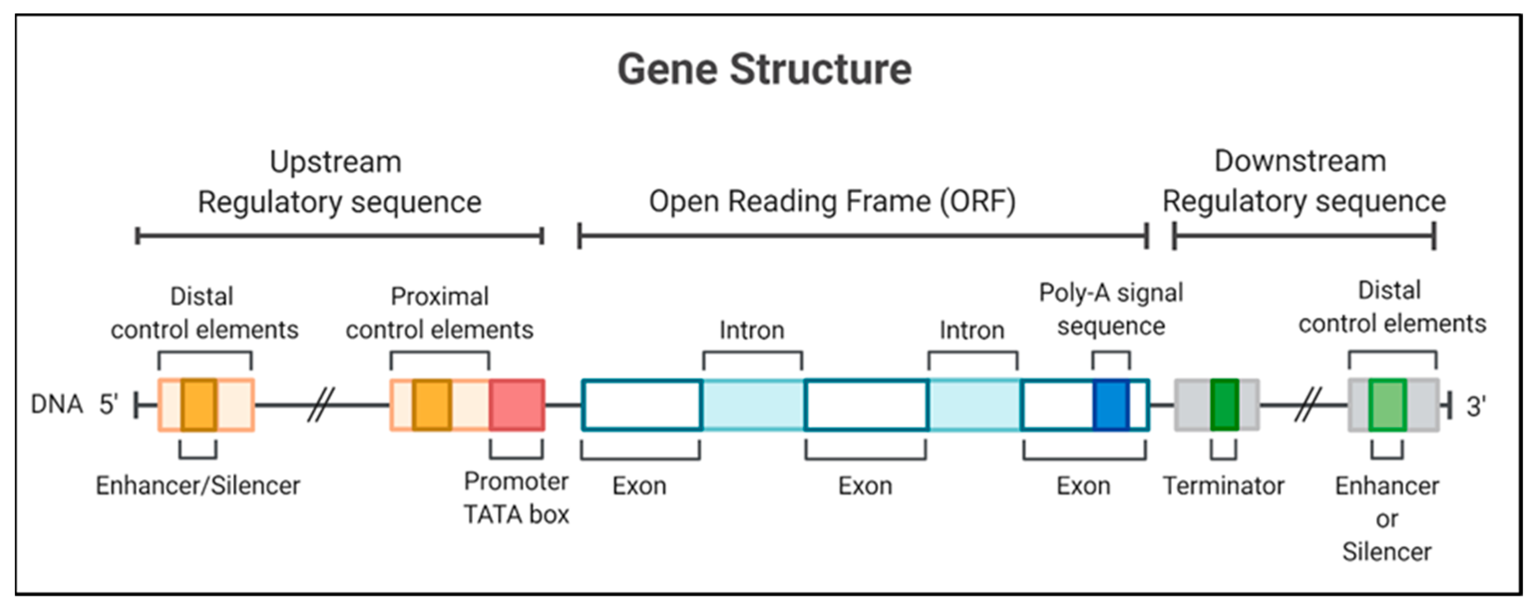 Genes | Free Full-Text | Plant Promoters: Their Identification ...