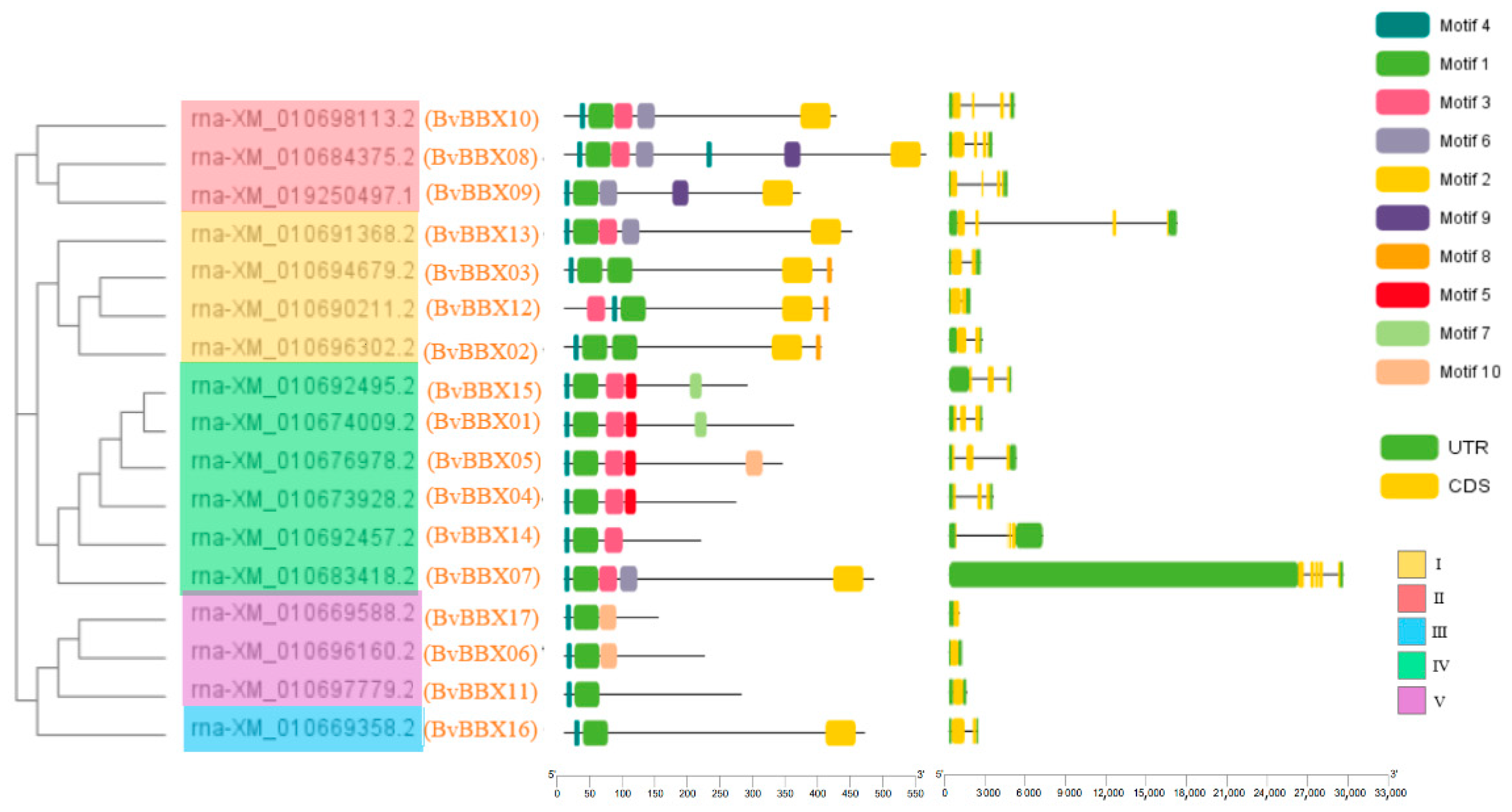 Genes | Free Full-Text | Genome-Wide Identification Of B-Box Gene ...