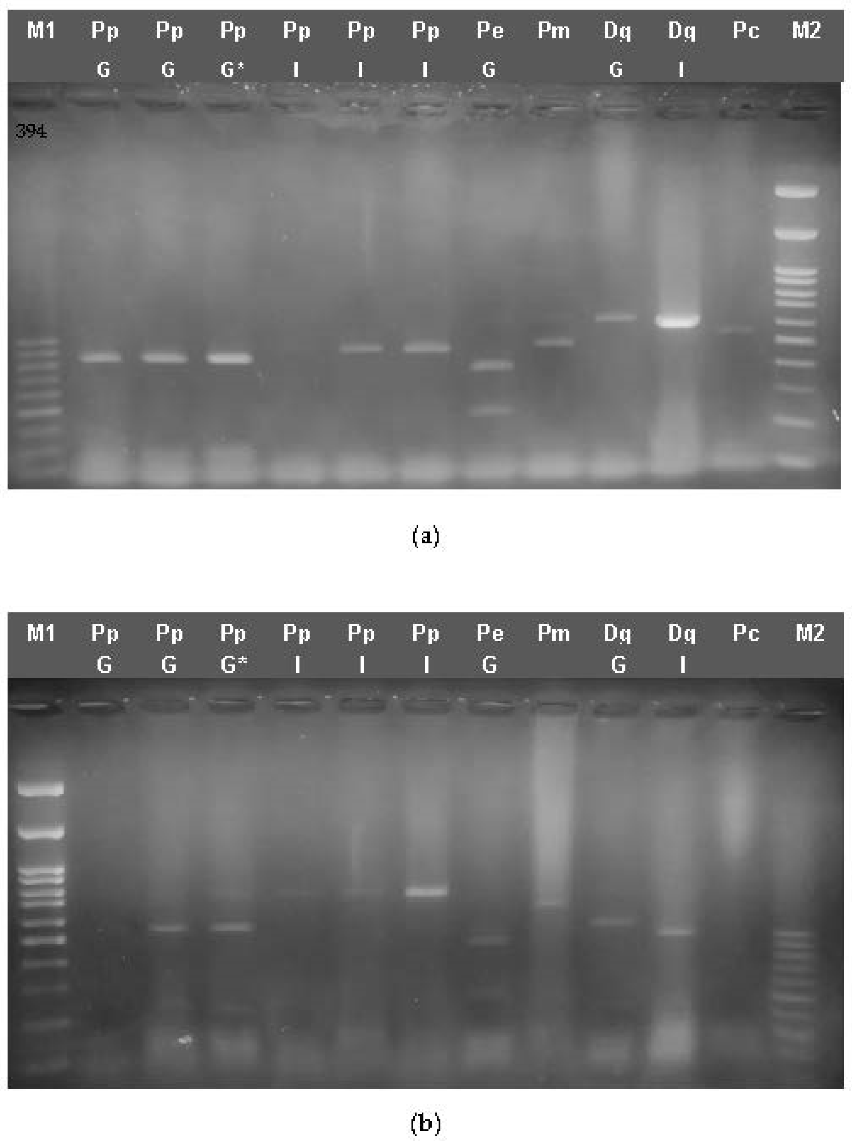 Genes 14 01255 g003a
