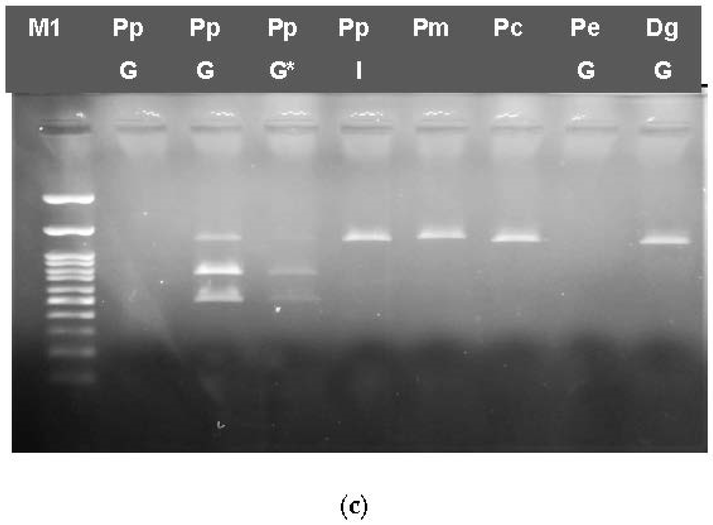 Genes 14 01255 g003b