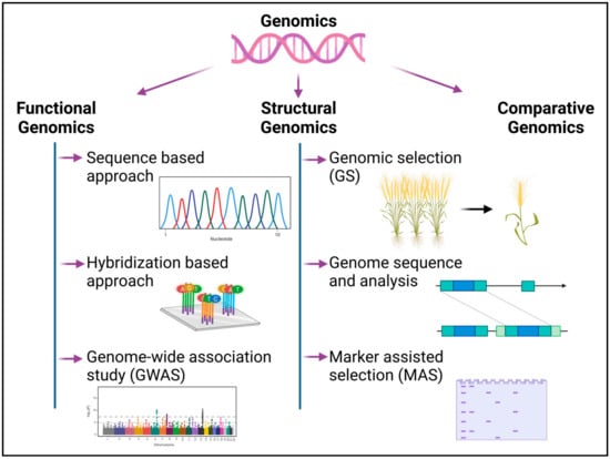 Genes | Free Full-Text | Multi-Omics Pipeline and Omics-Integration ...