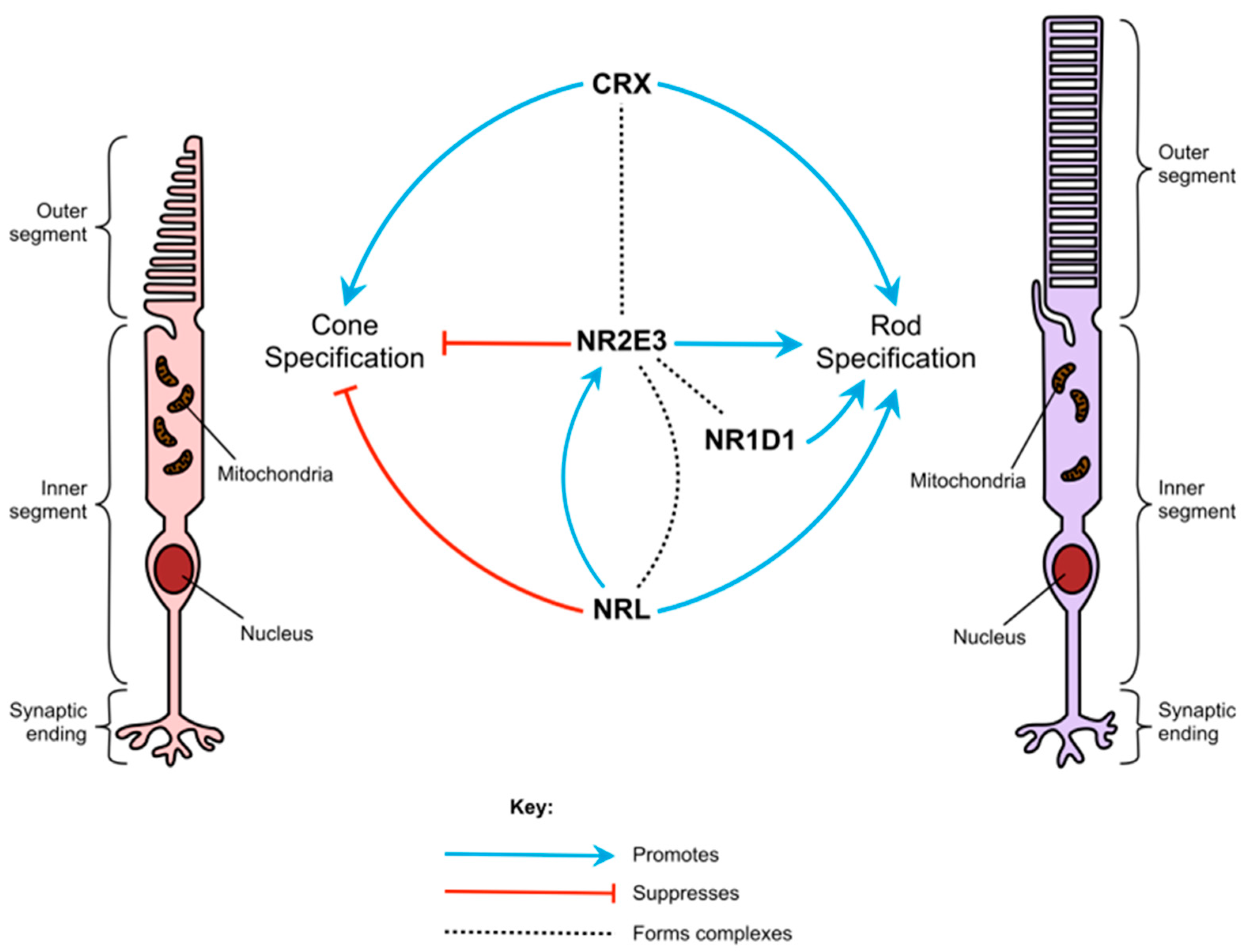 Genes 14 01325 g001 Genes 14 01325 g001