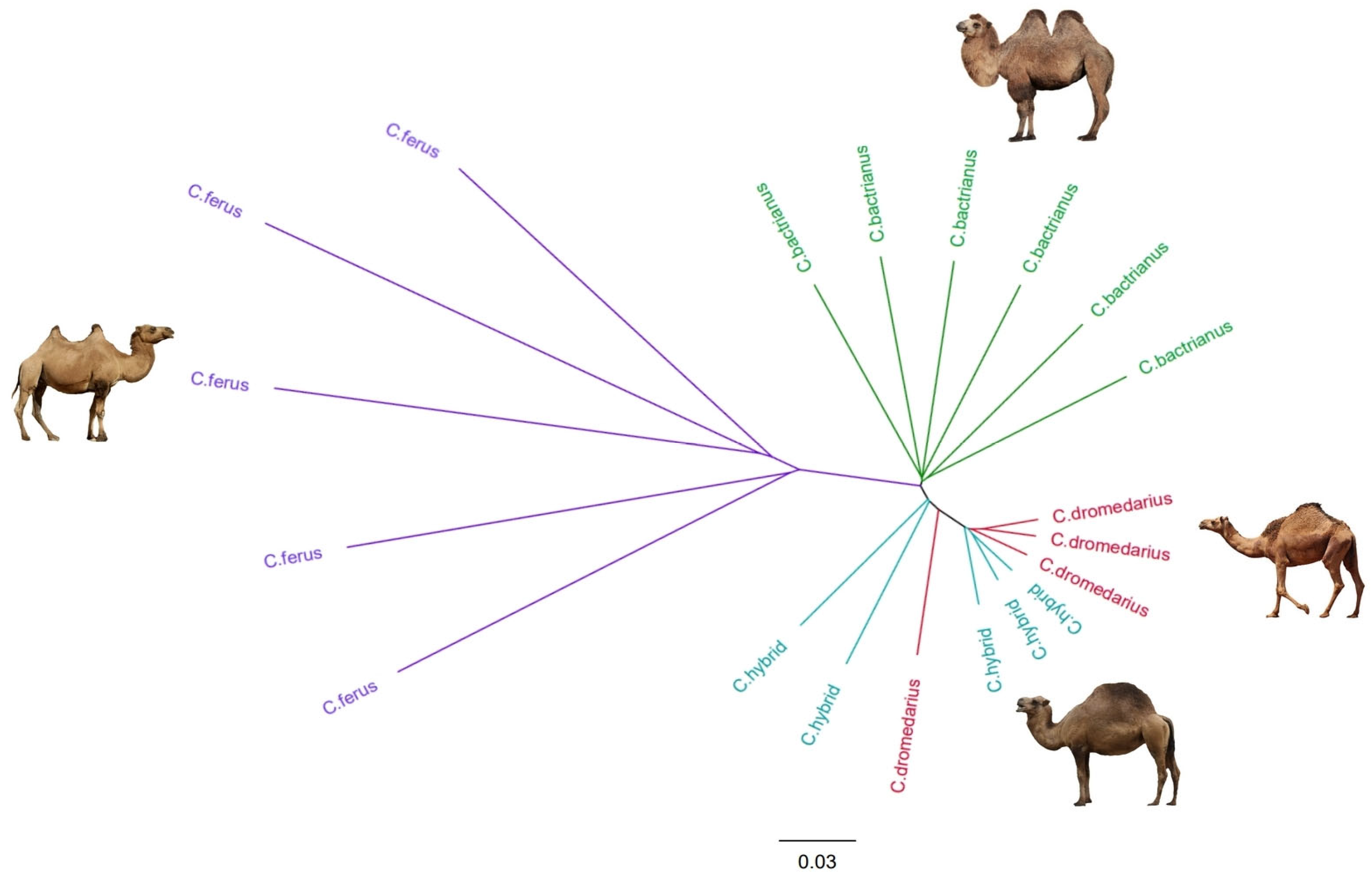 Genes Free Full Text A Study of the Genetic Structure of