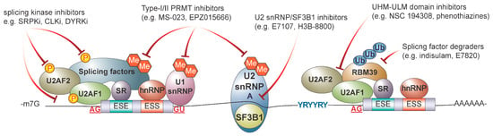 Genes | Free Full-Text | Therapeutic Targeting of RNA Splicing in 