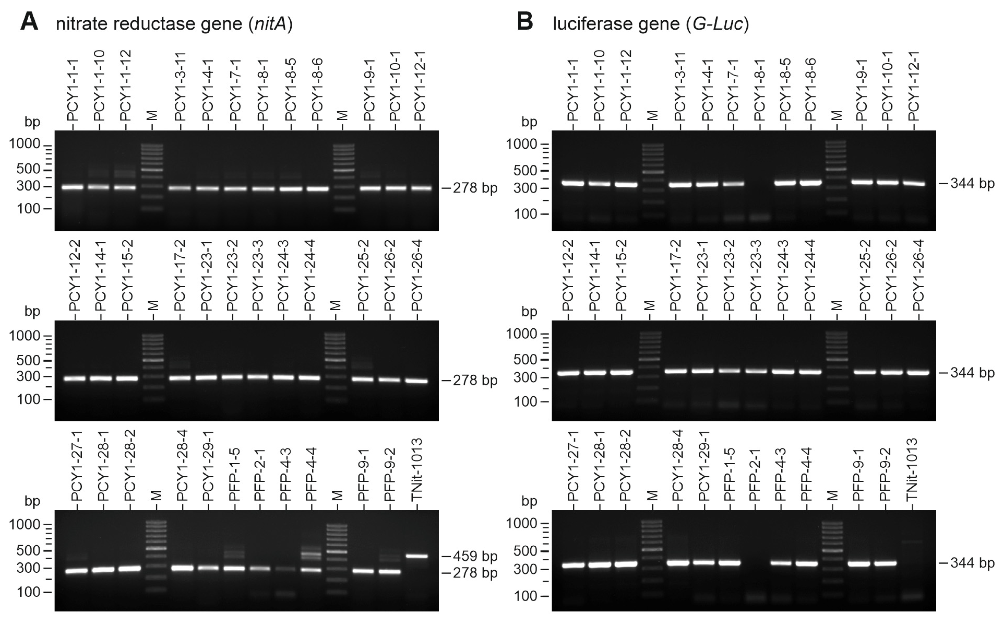 Genes 14 01389 g004 Genes 14 01389 g004