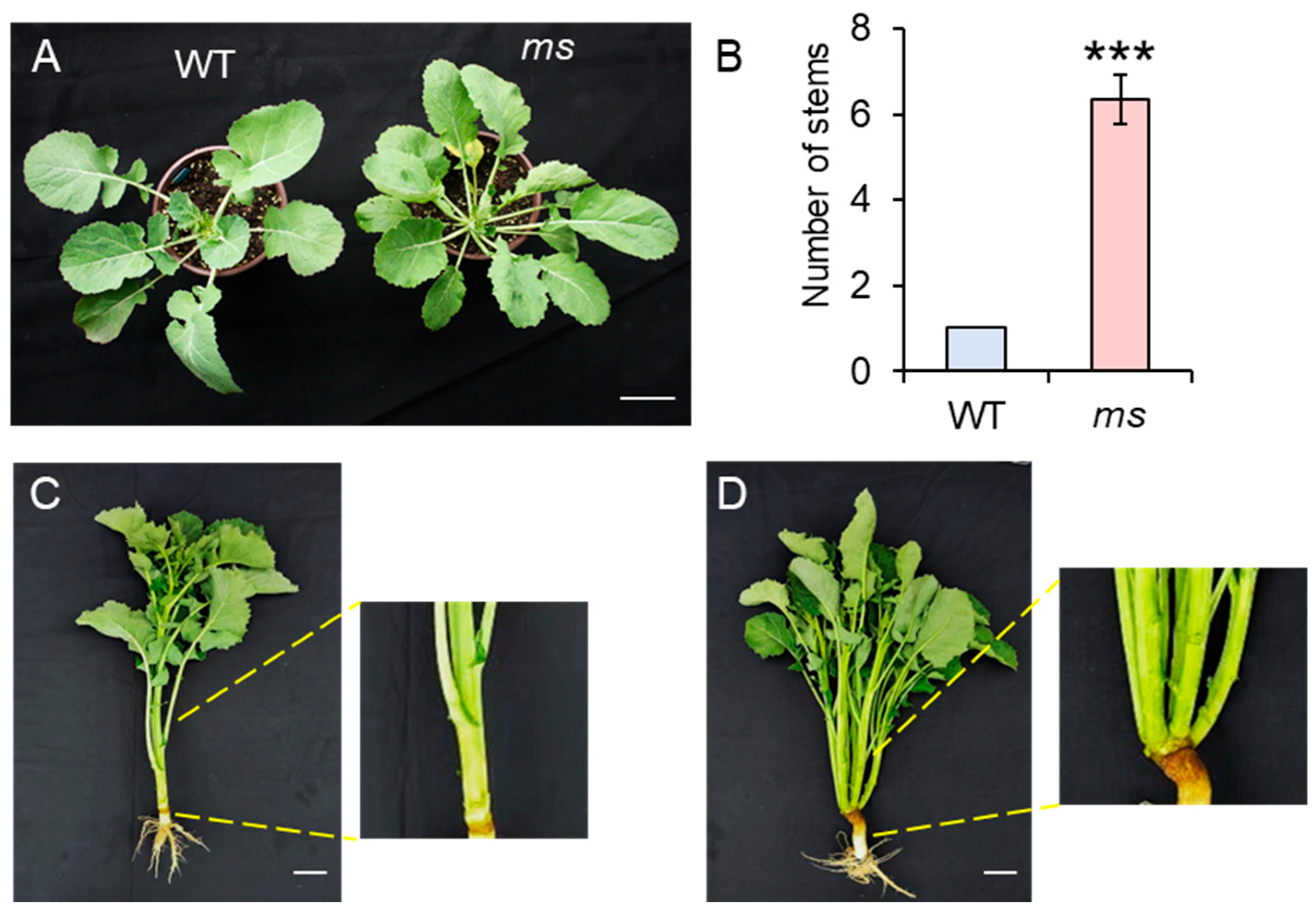 Genes 14 01396 g001 Genes 14 01396 g001