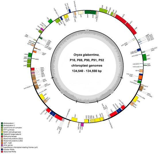 Genes | Free Full-Text | Variation In Rice Plastid Genomes In Wide ...