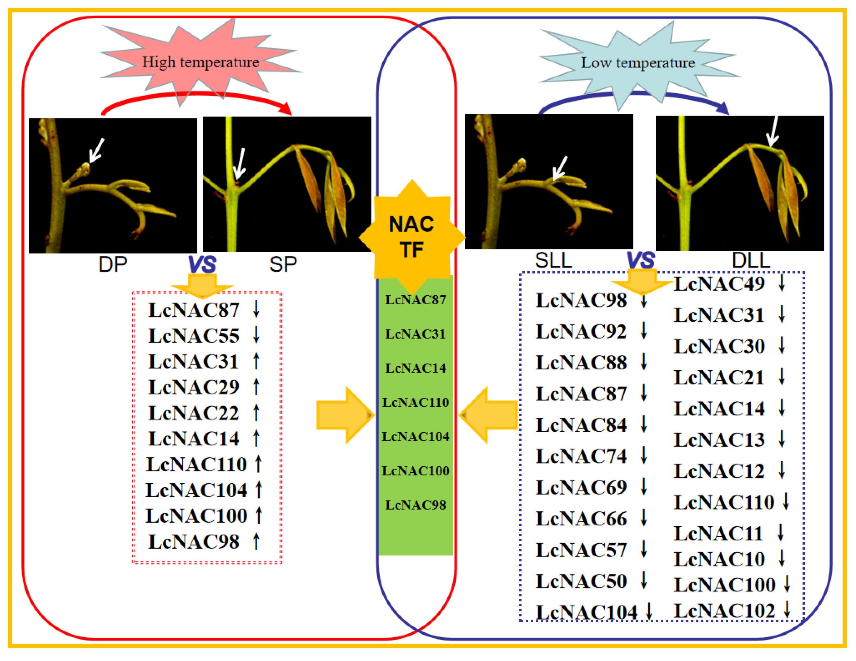 Genes 14 01416 g007