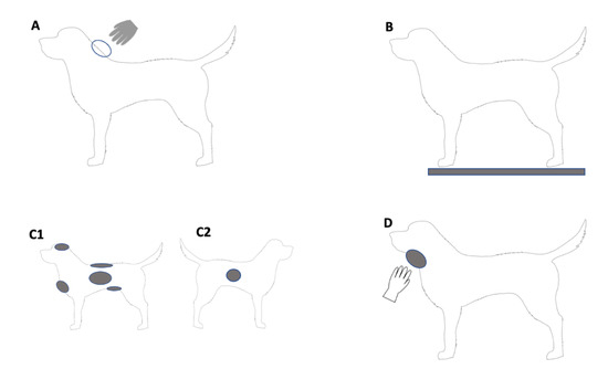 Median section of a dog head