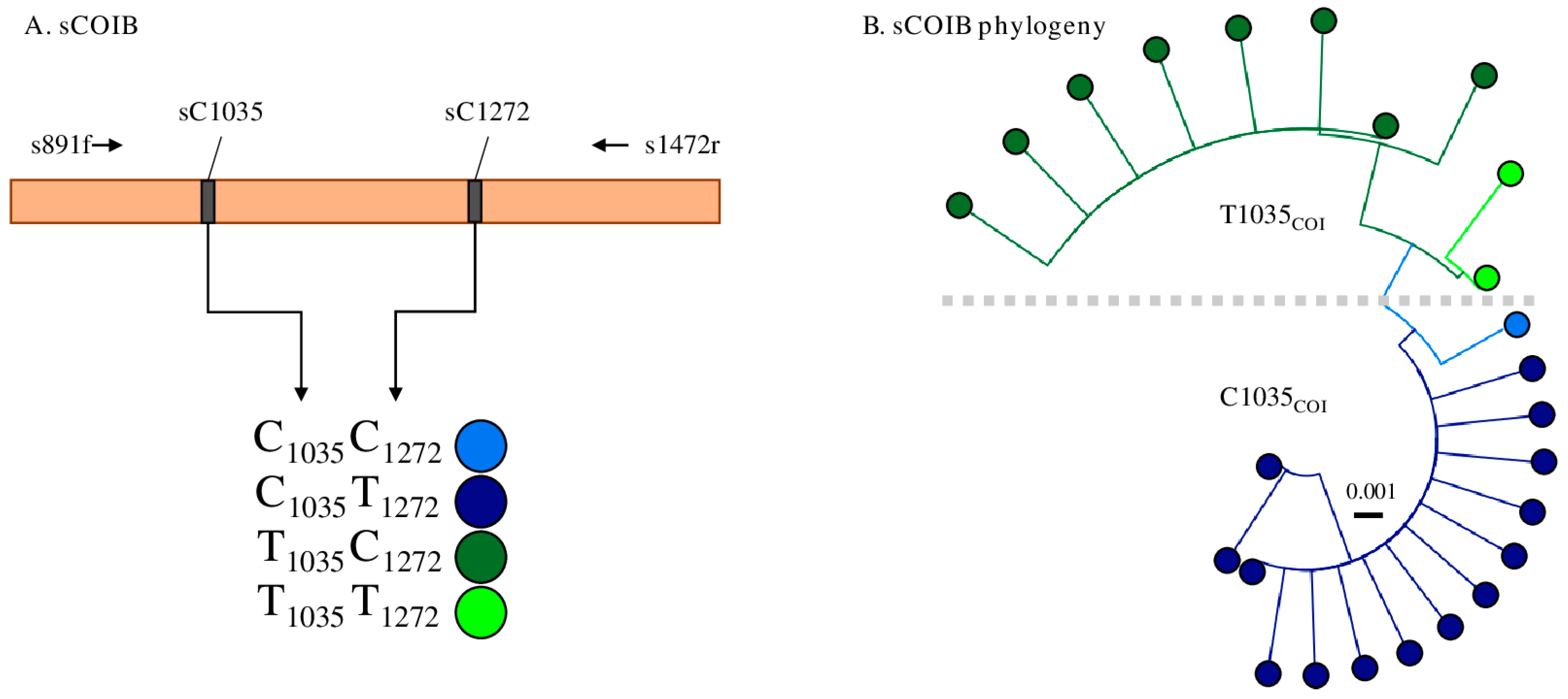 Genes 14 01509 g001