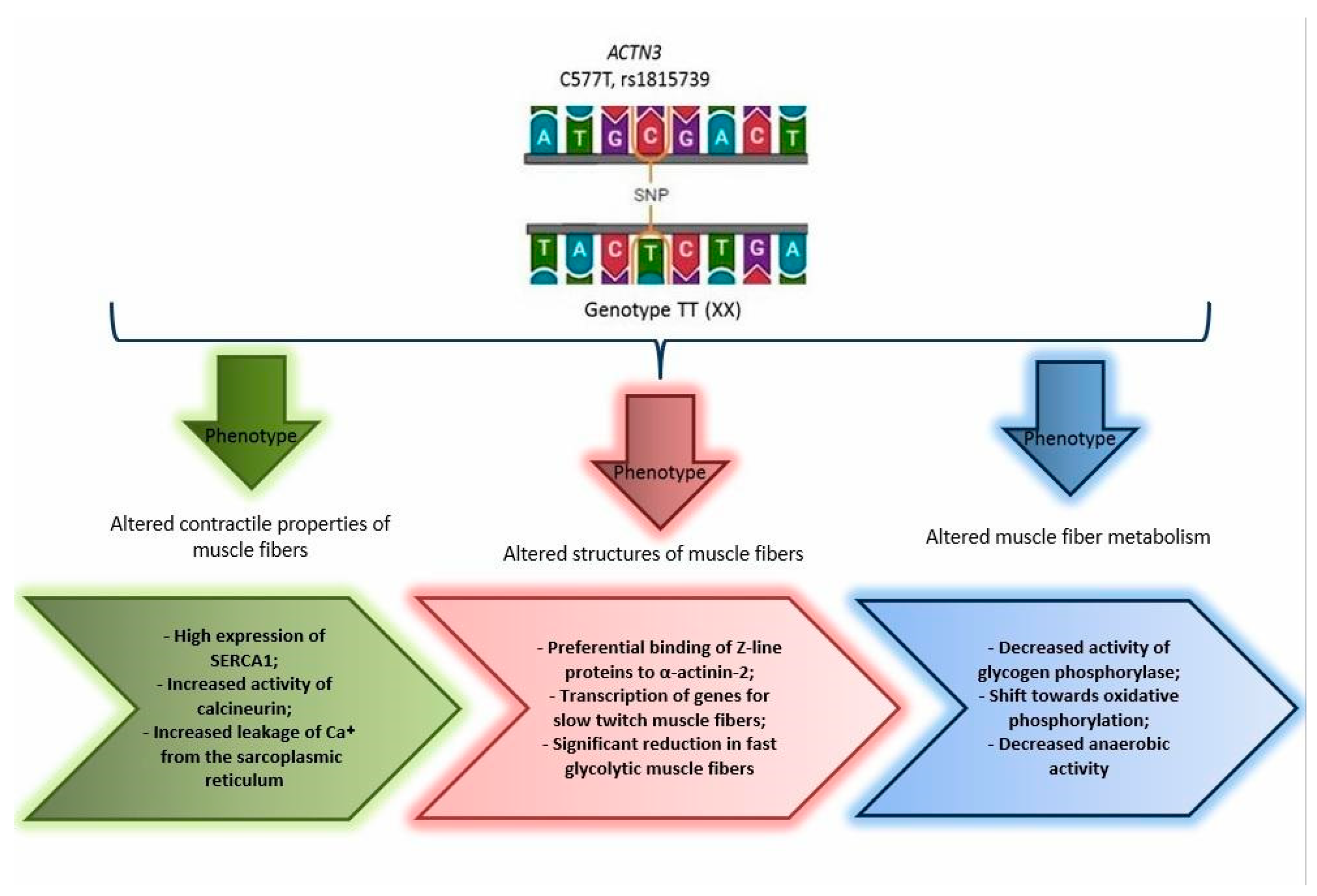 Genes 14 01512 g003 Genes 14 01512 g003