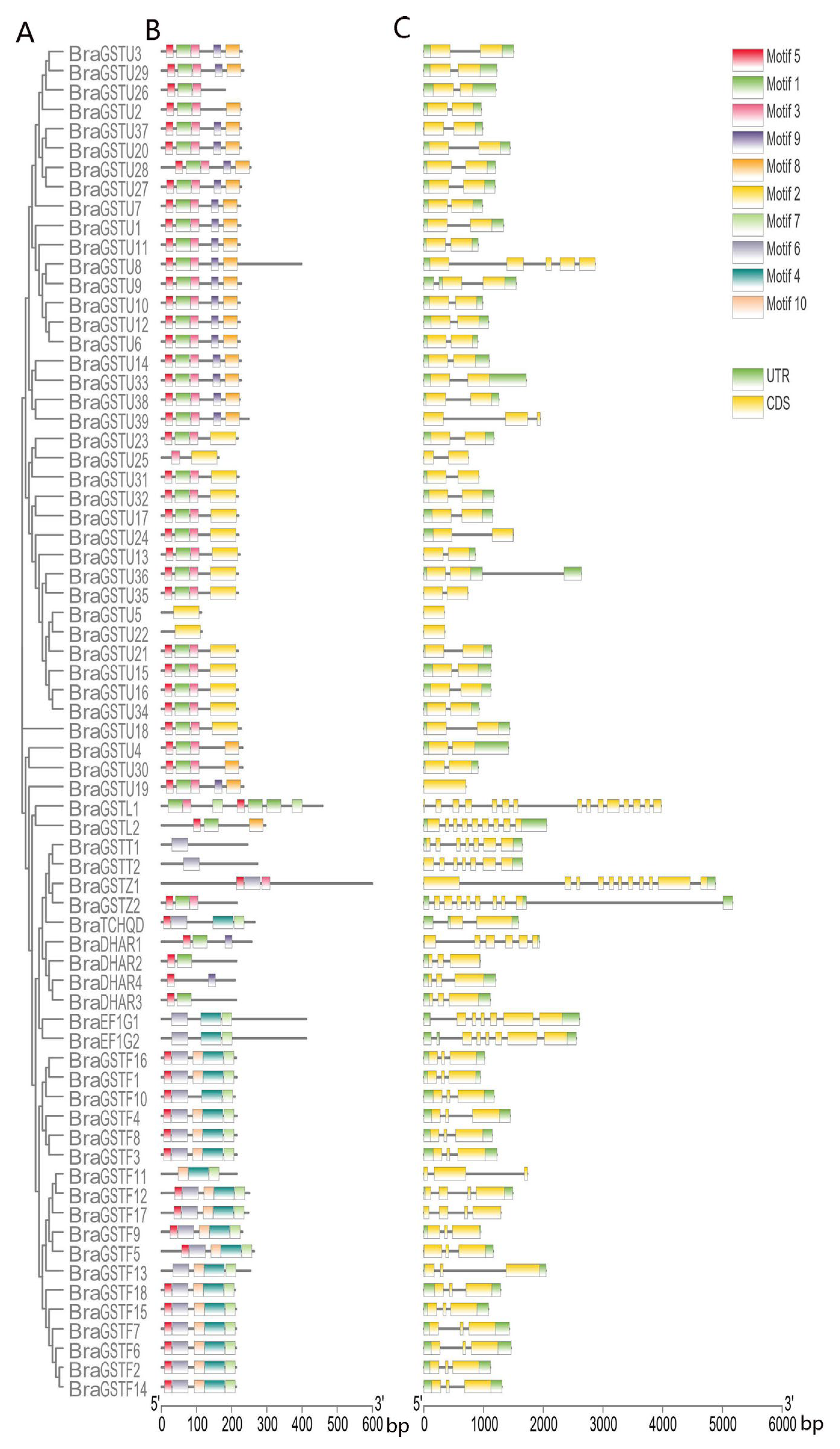 Genes 14 01689 g003