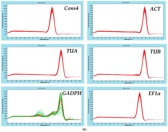 Selection of reference genes for gene expression analysis in Liriodendron  hybrids' somatic embryogenesis and germinative tissues