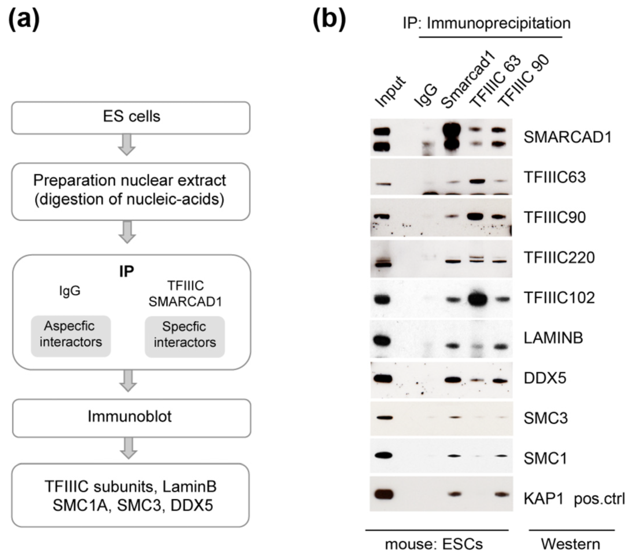 Genes 14 01793 g004
