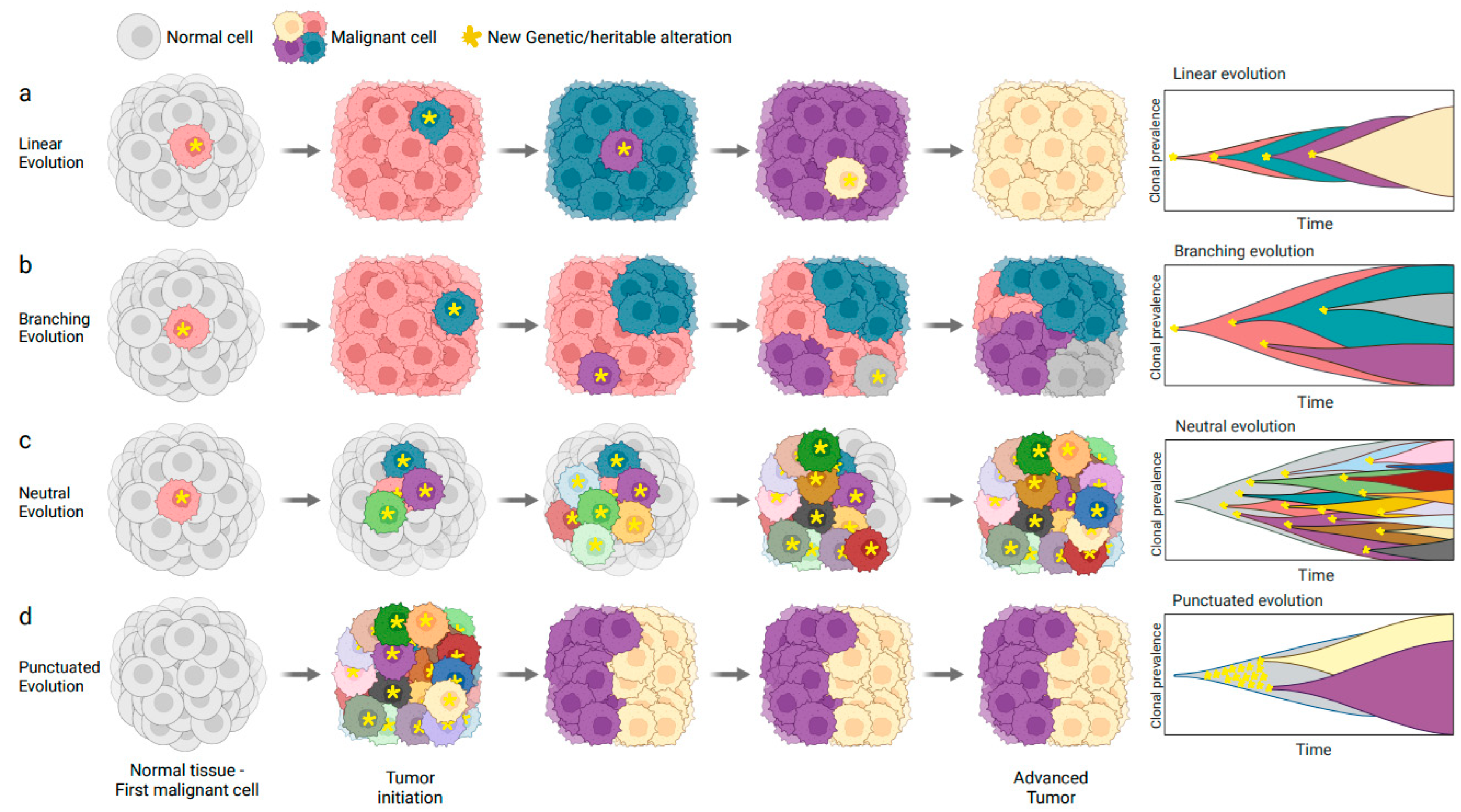 Clonal evolution in cancer