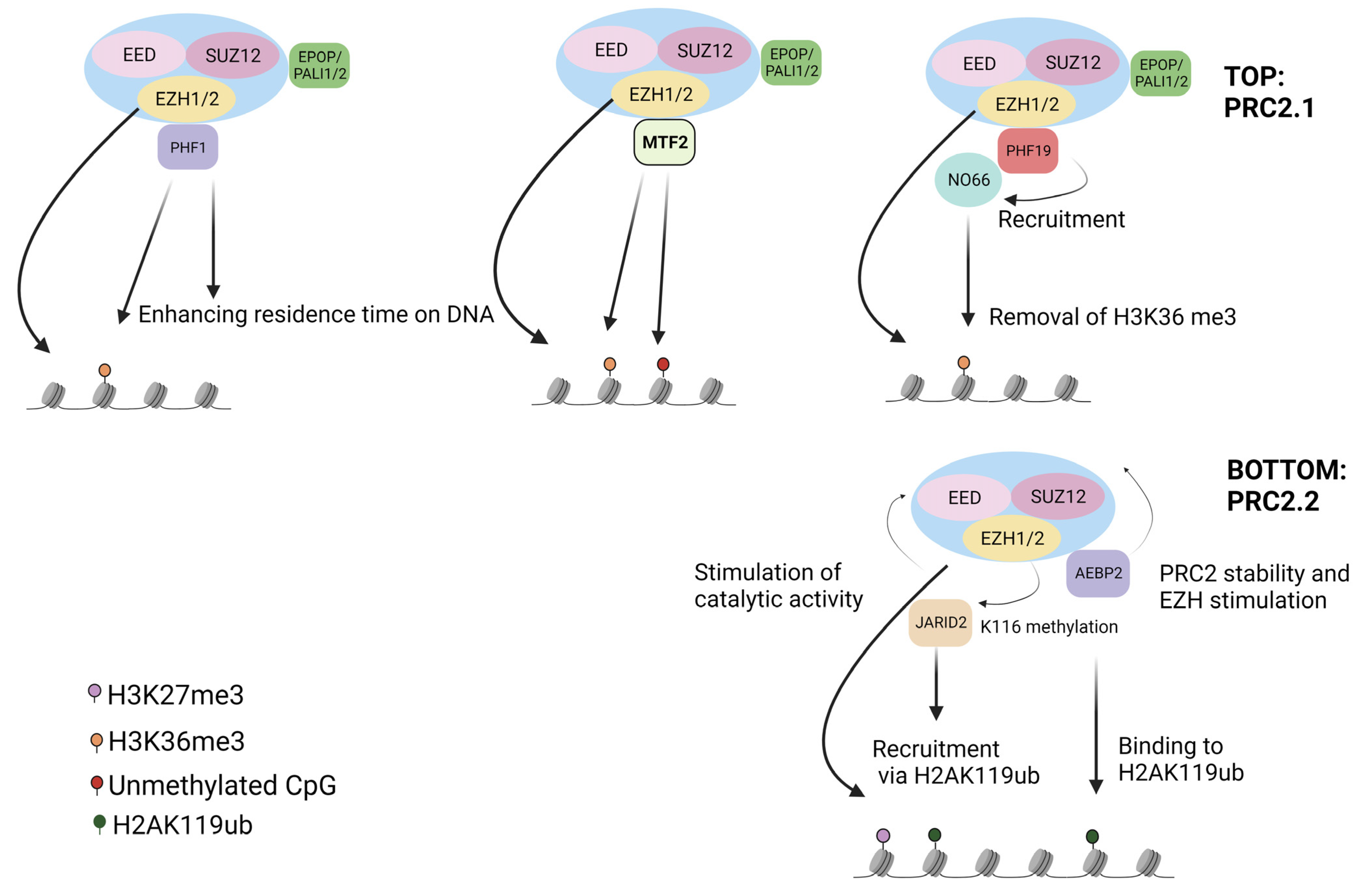 Genes | Free Full-Text | Tissue-Specific Tumour Suppressor and ...