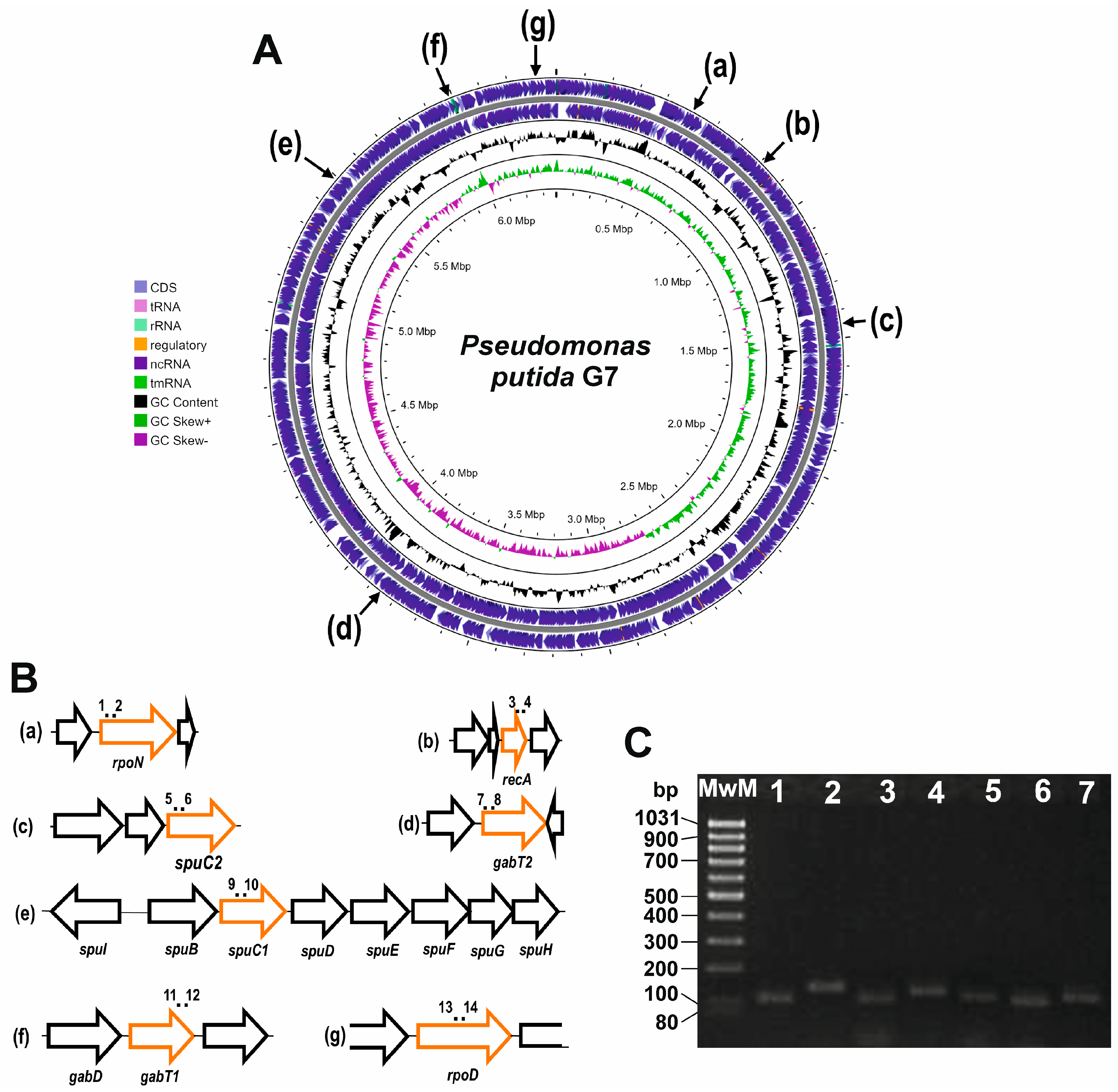 Genes 14 01897 g004